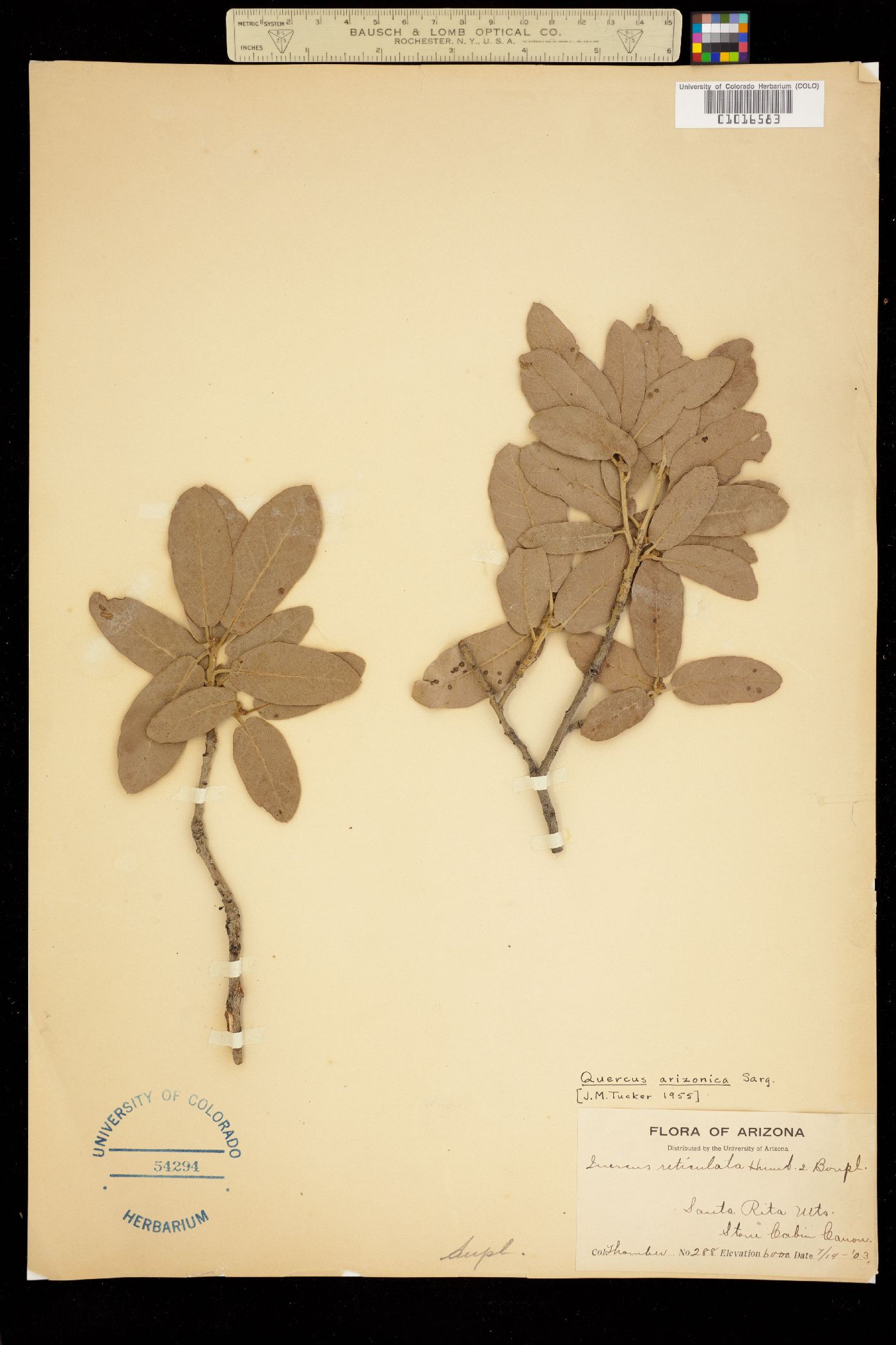 Quercus arizonica image