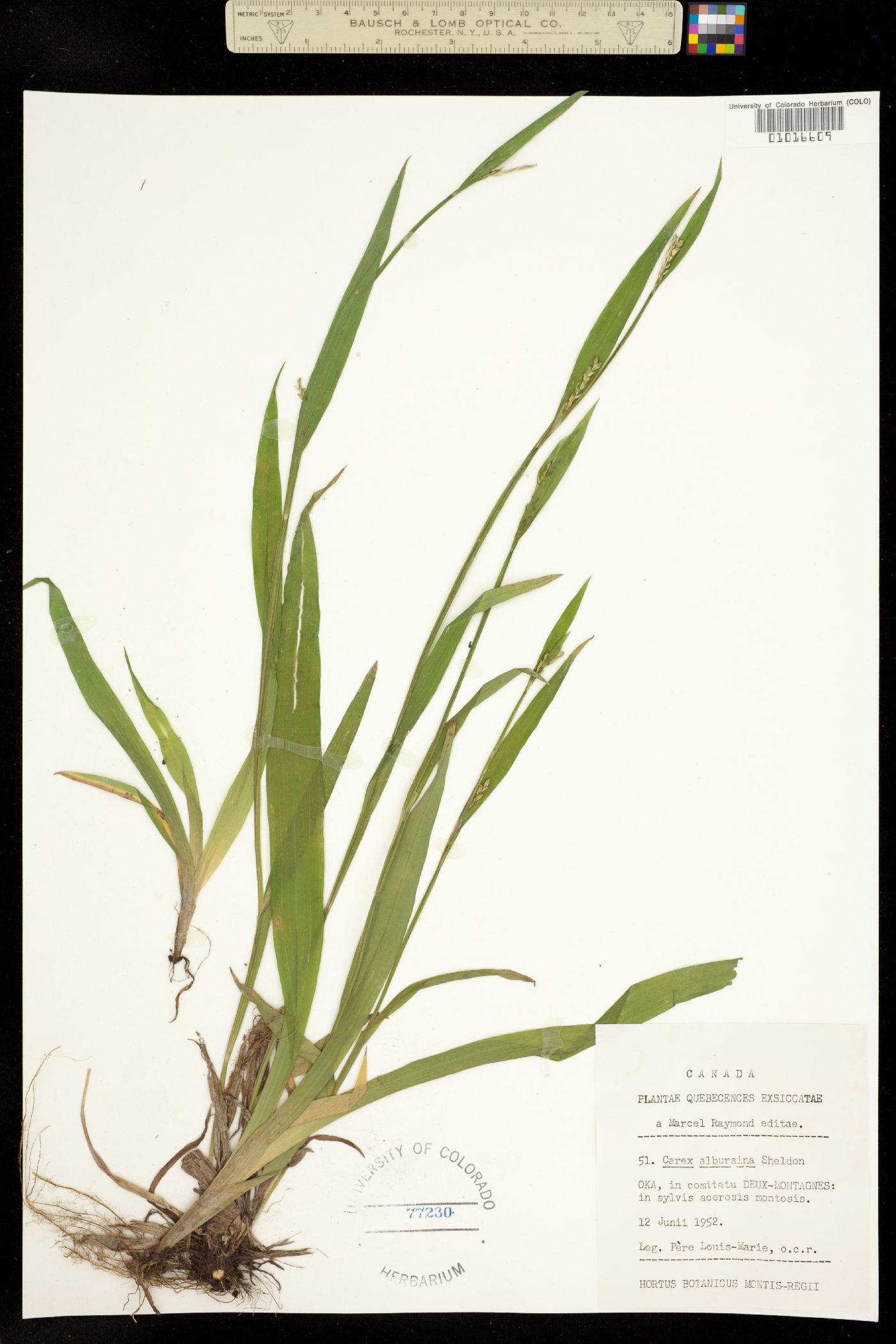 Carex albursina image