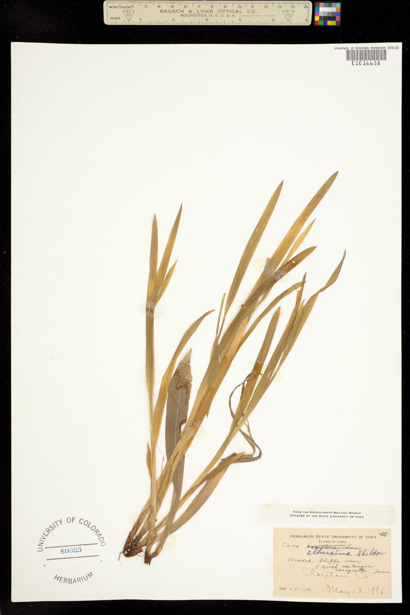 Carex albursina image