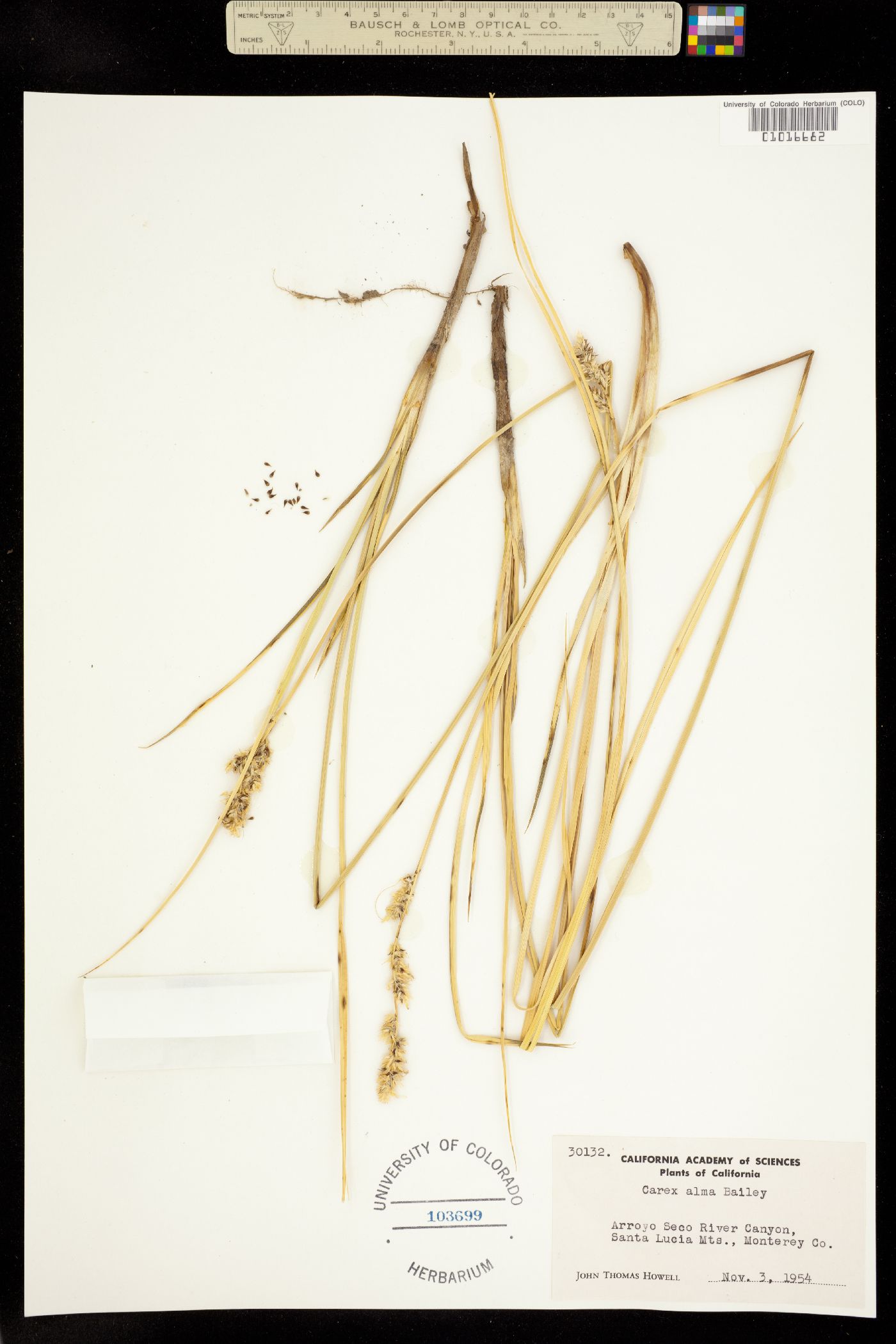 Carex alma image