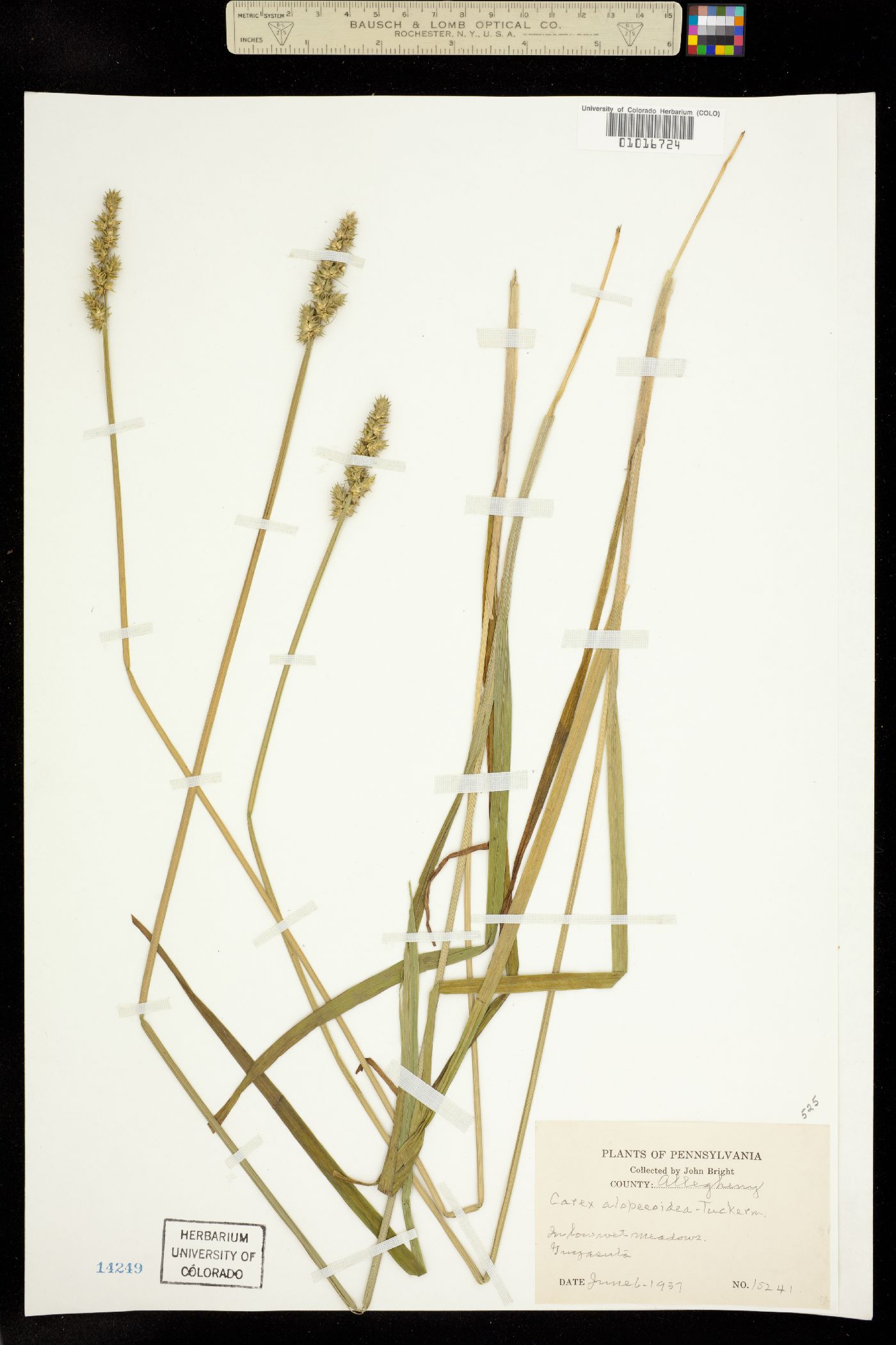 Carex alopecoidea image