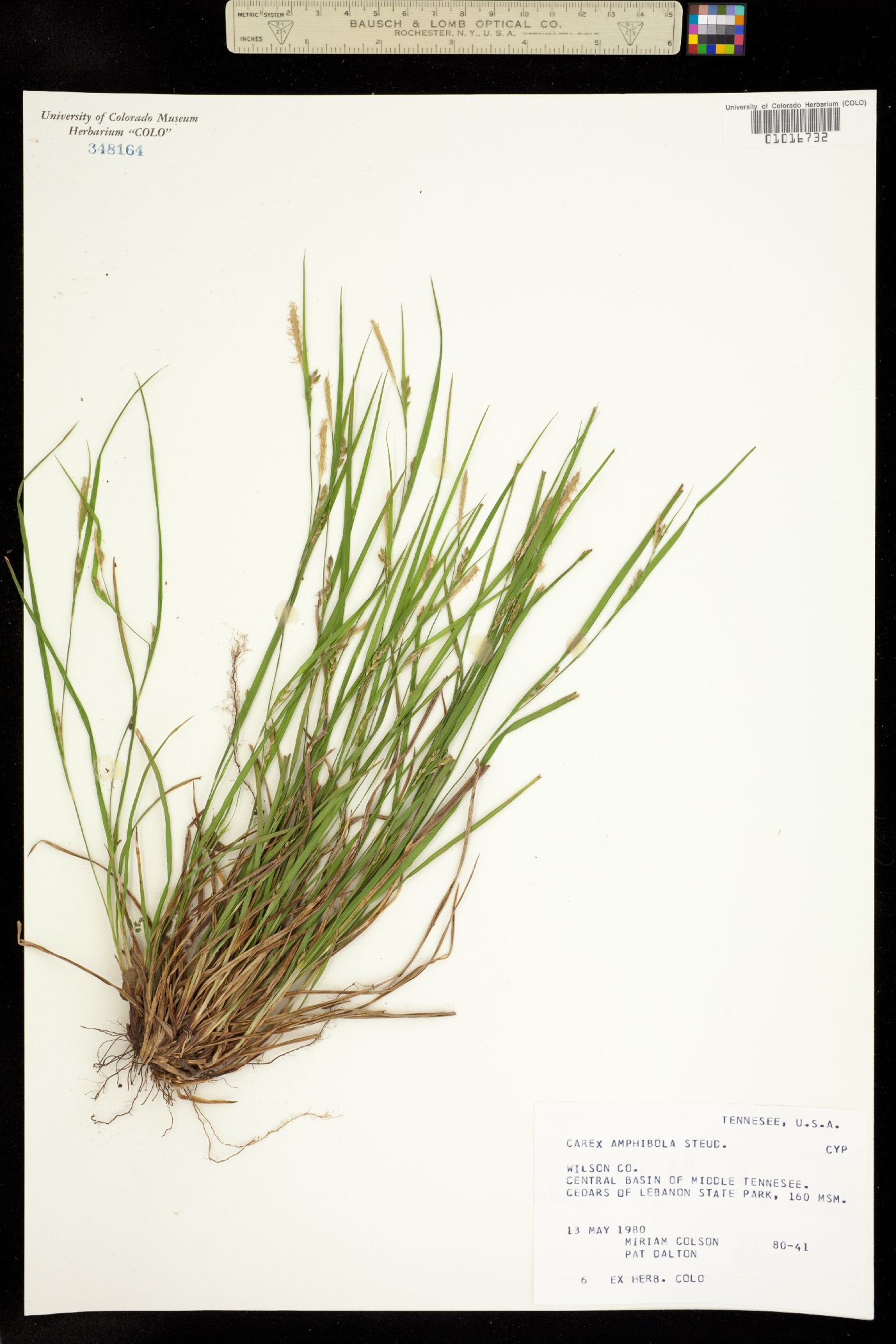 Carex amphibola image