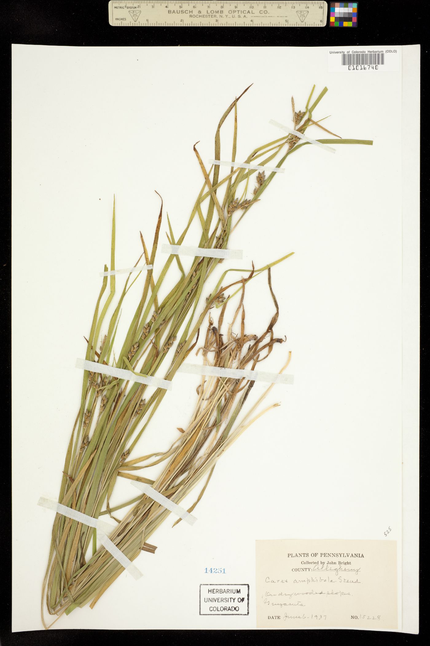 Carex amphibola image