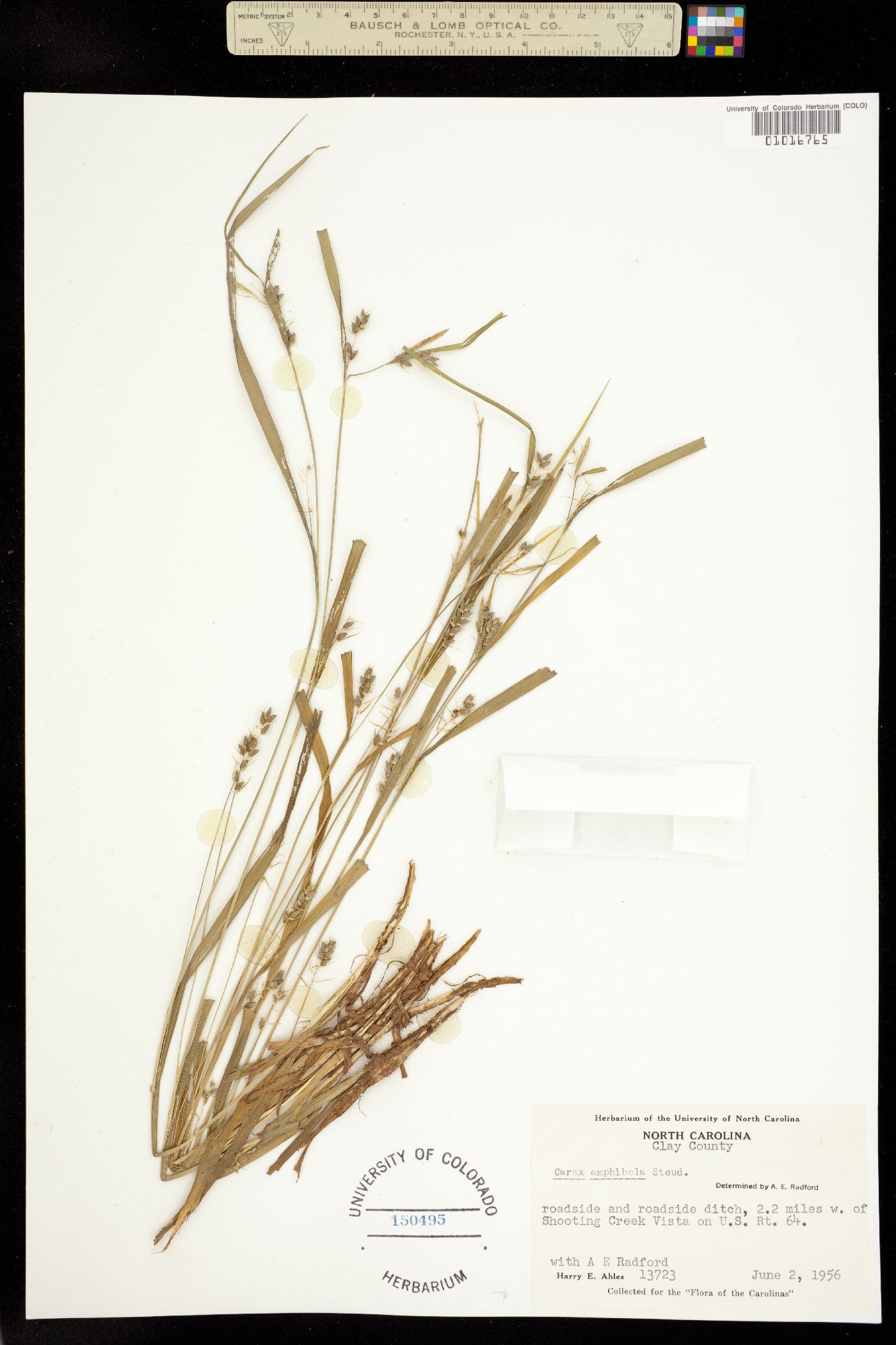 Carex amphibola image