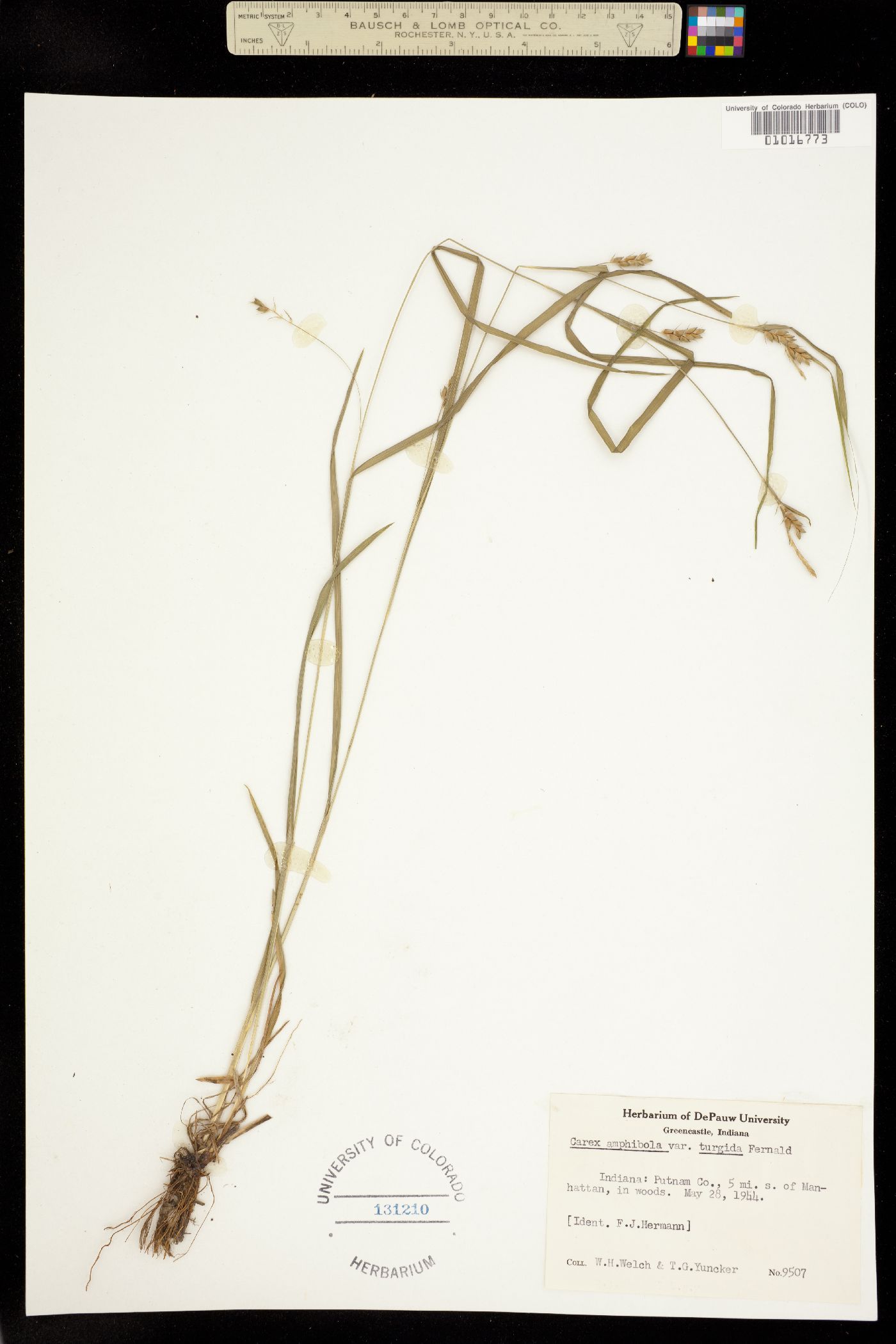 Carex amphibola image