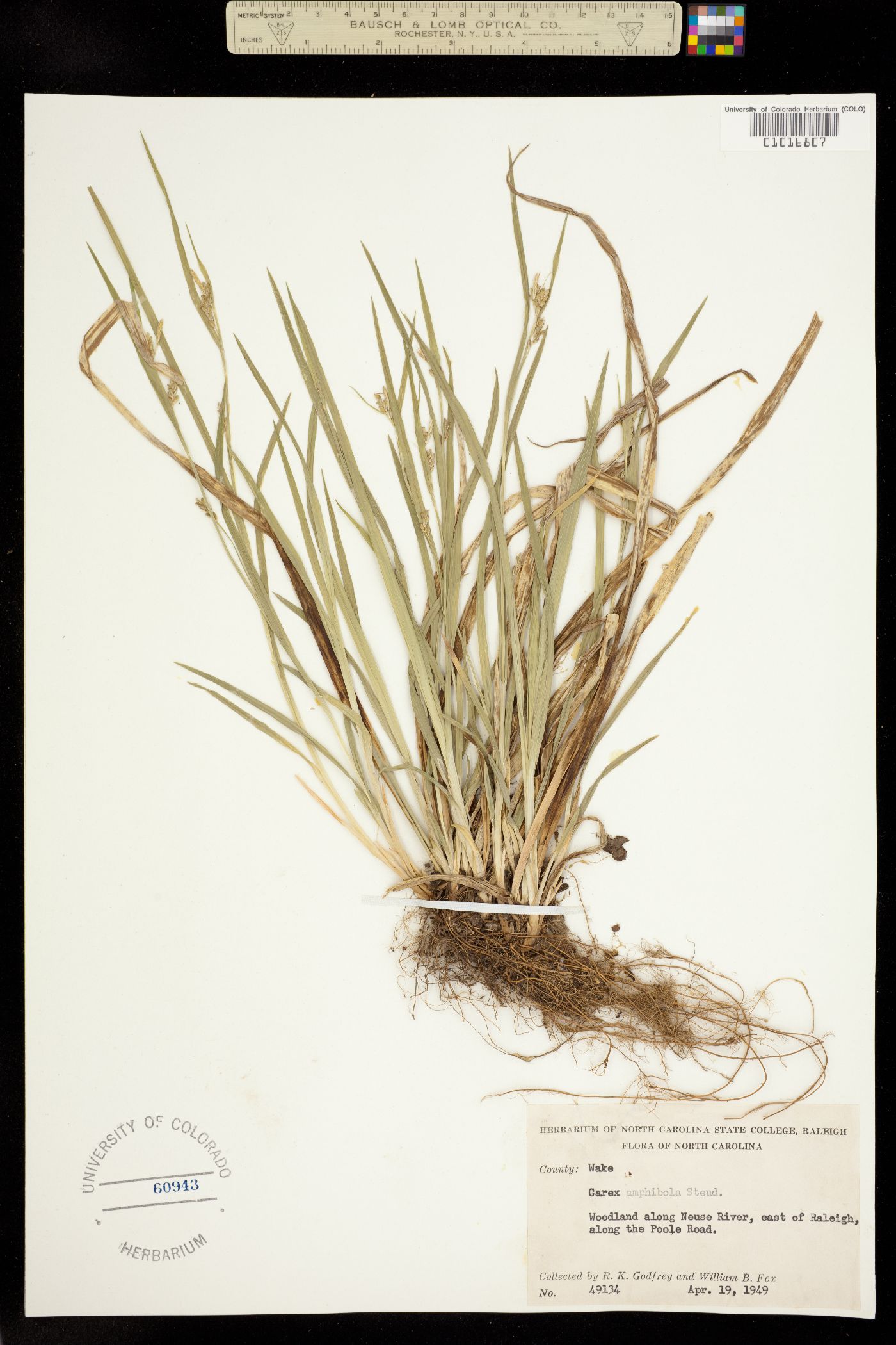 Carex amphibola image