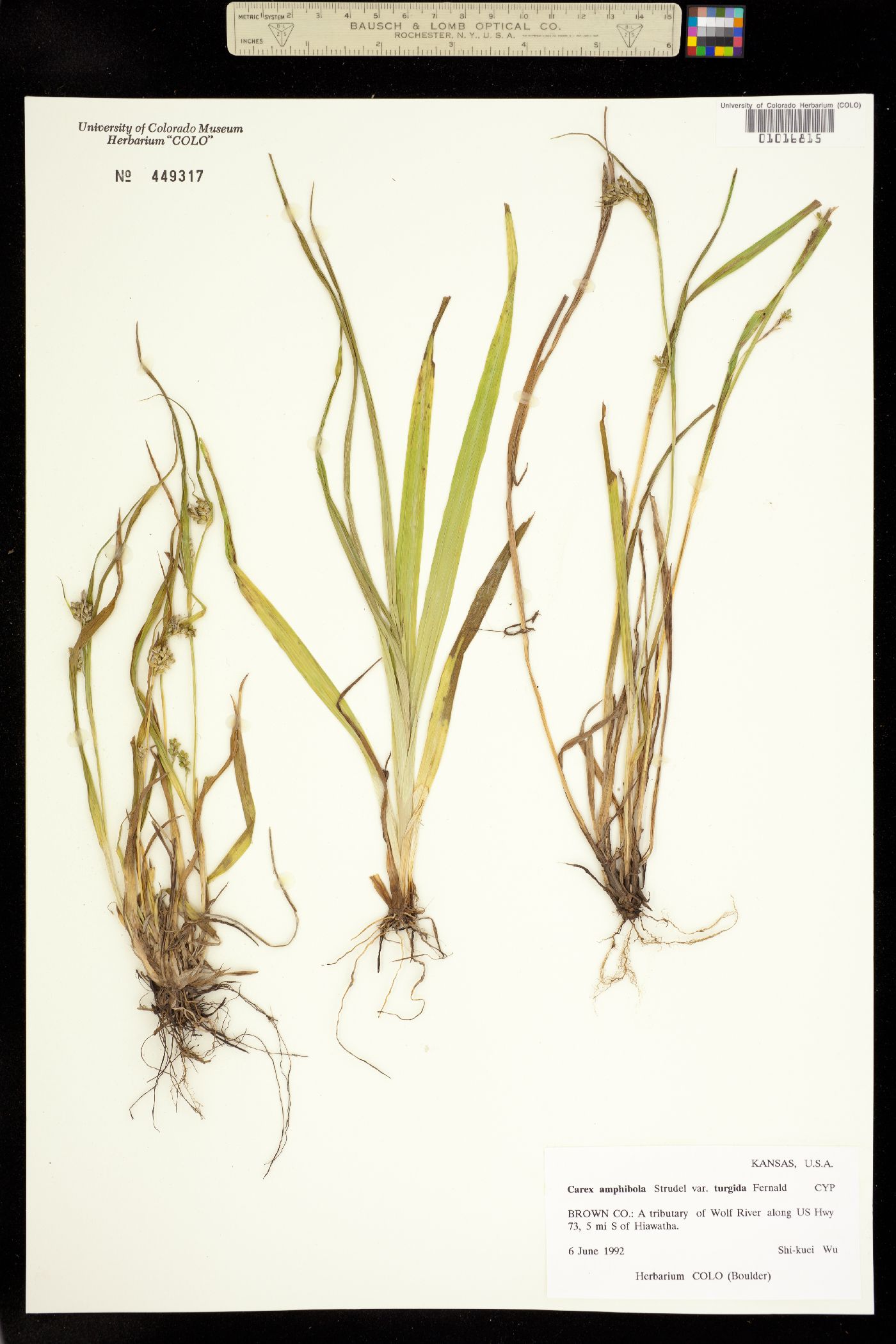 Carex amphibola image