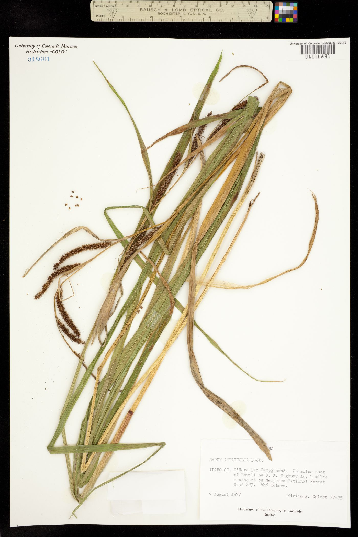 Carex amplifolia image