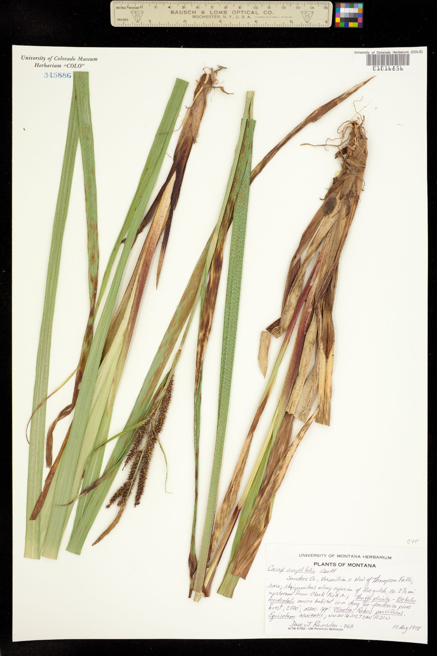 Carex amplifolia image