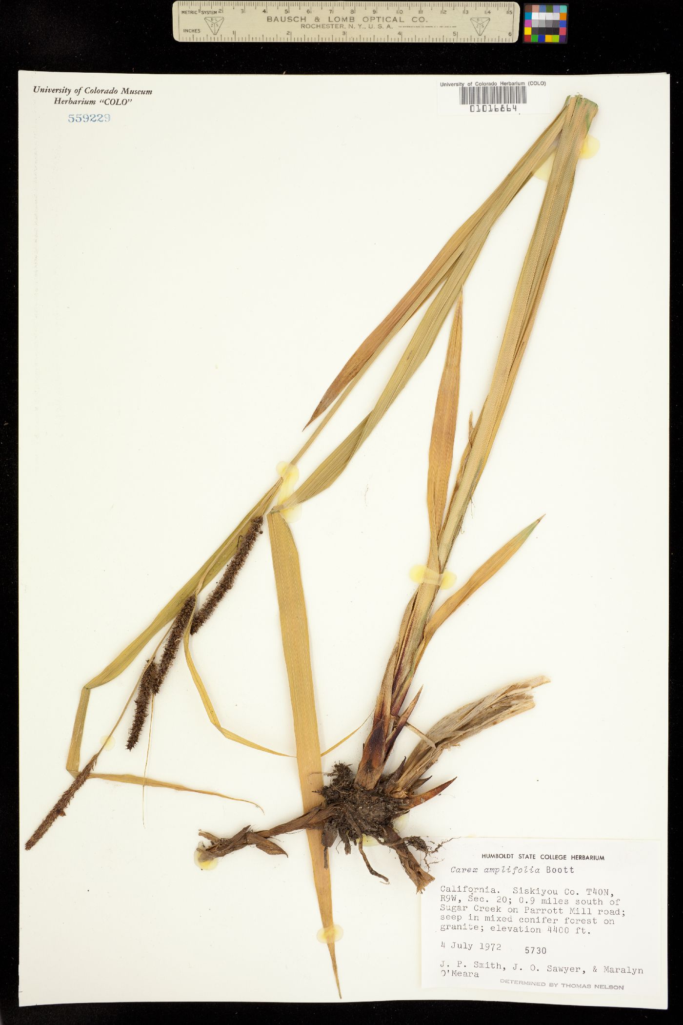 Carex amplifolia image
