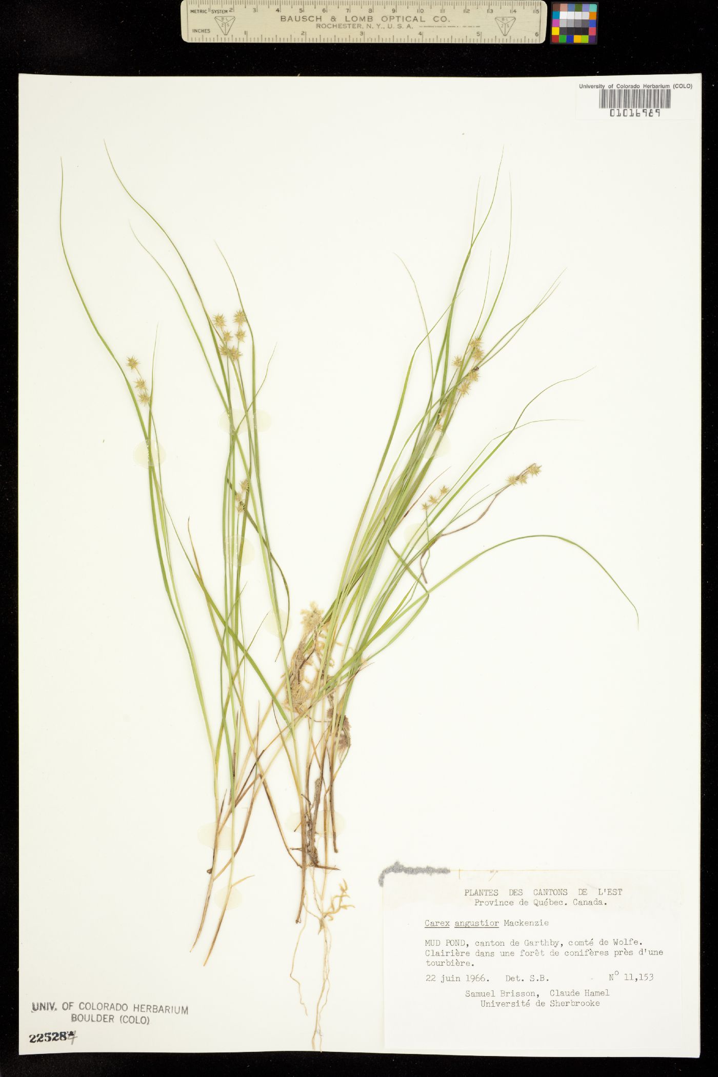Carex echinata ssp. echinata image