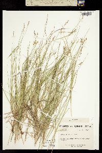 Carex angustior image