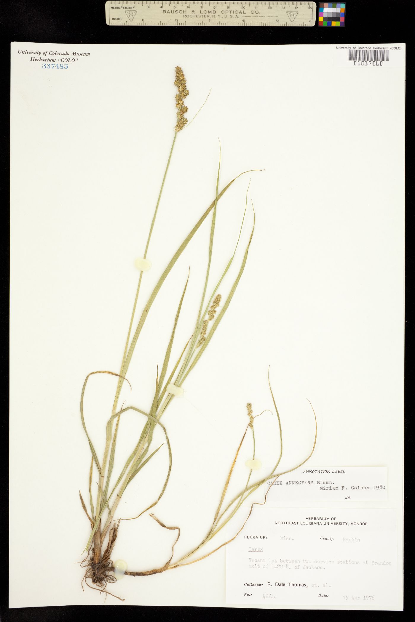 Carex annectens image