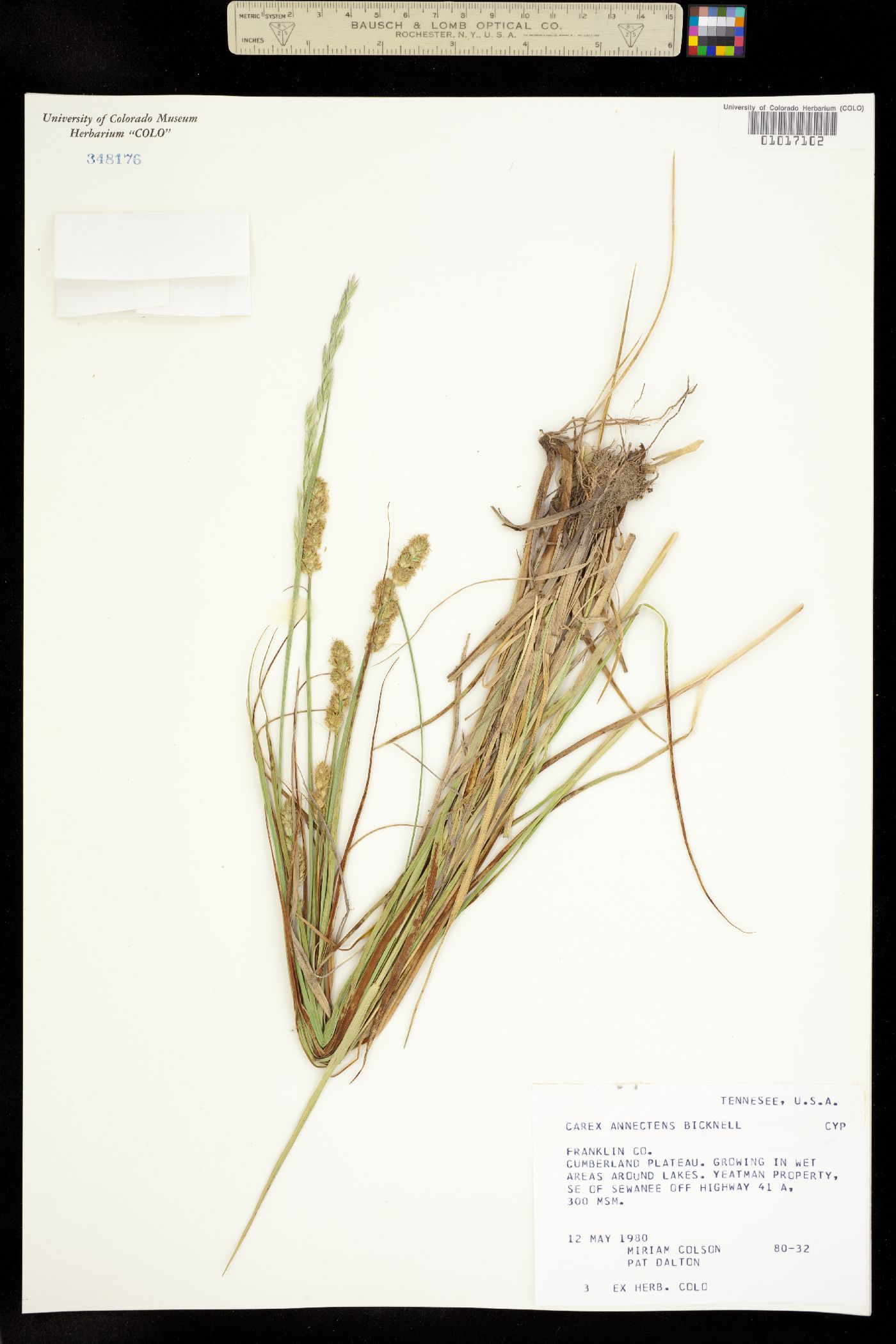 Carex annectens image