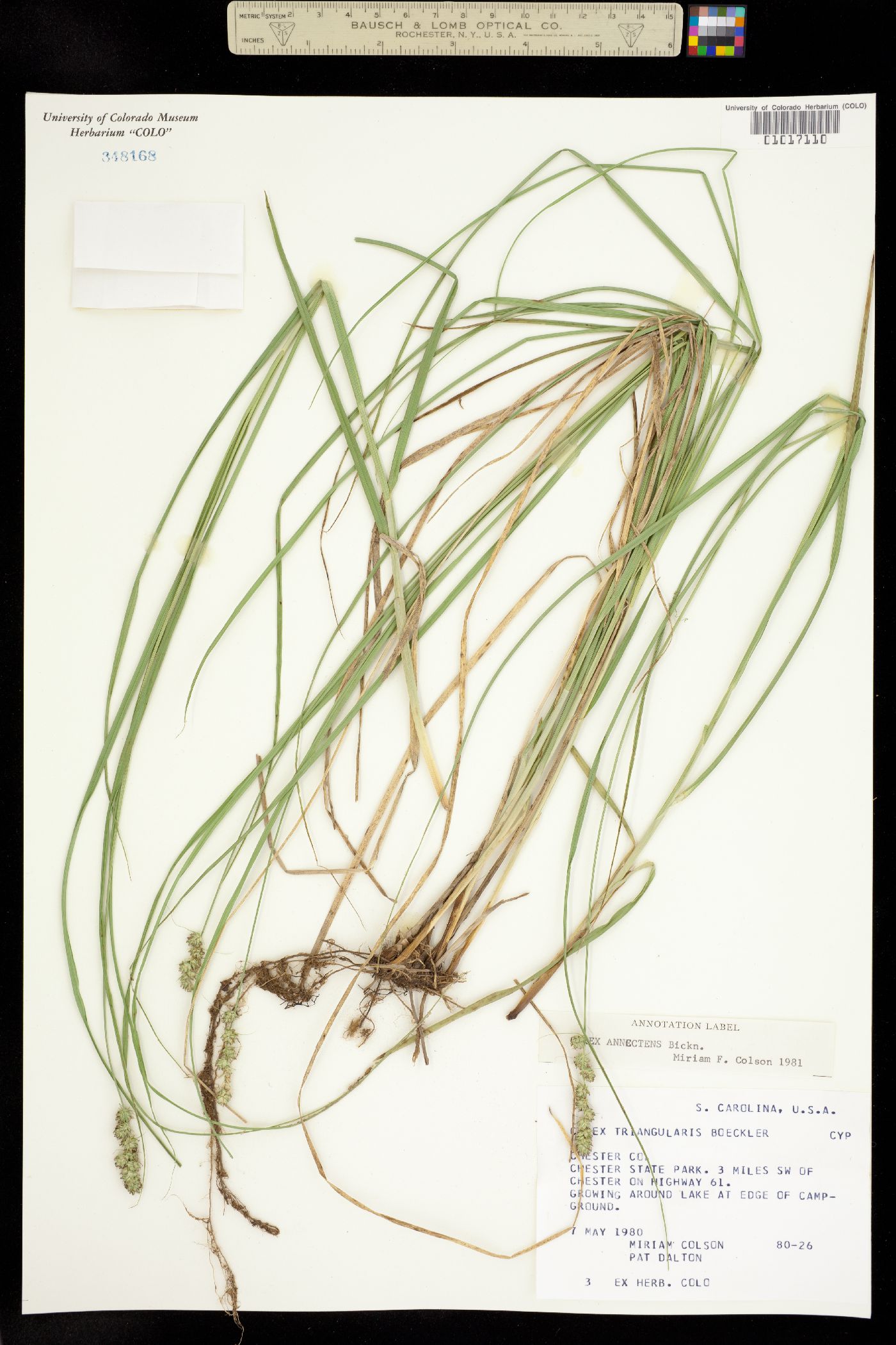 Carex annectens image