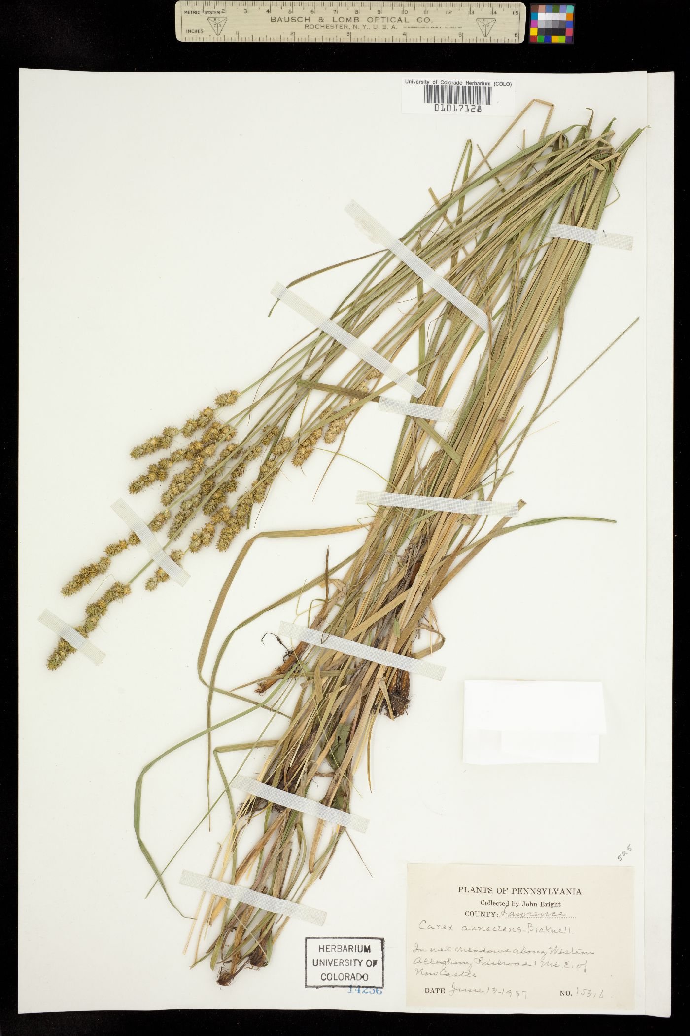 Carex annectens image