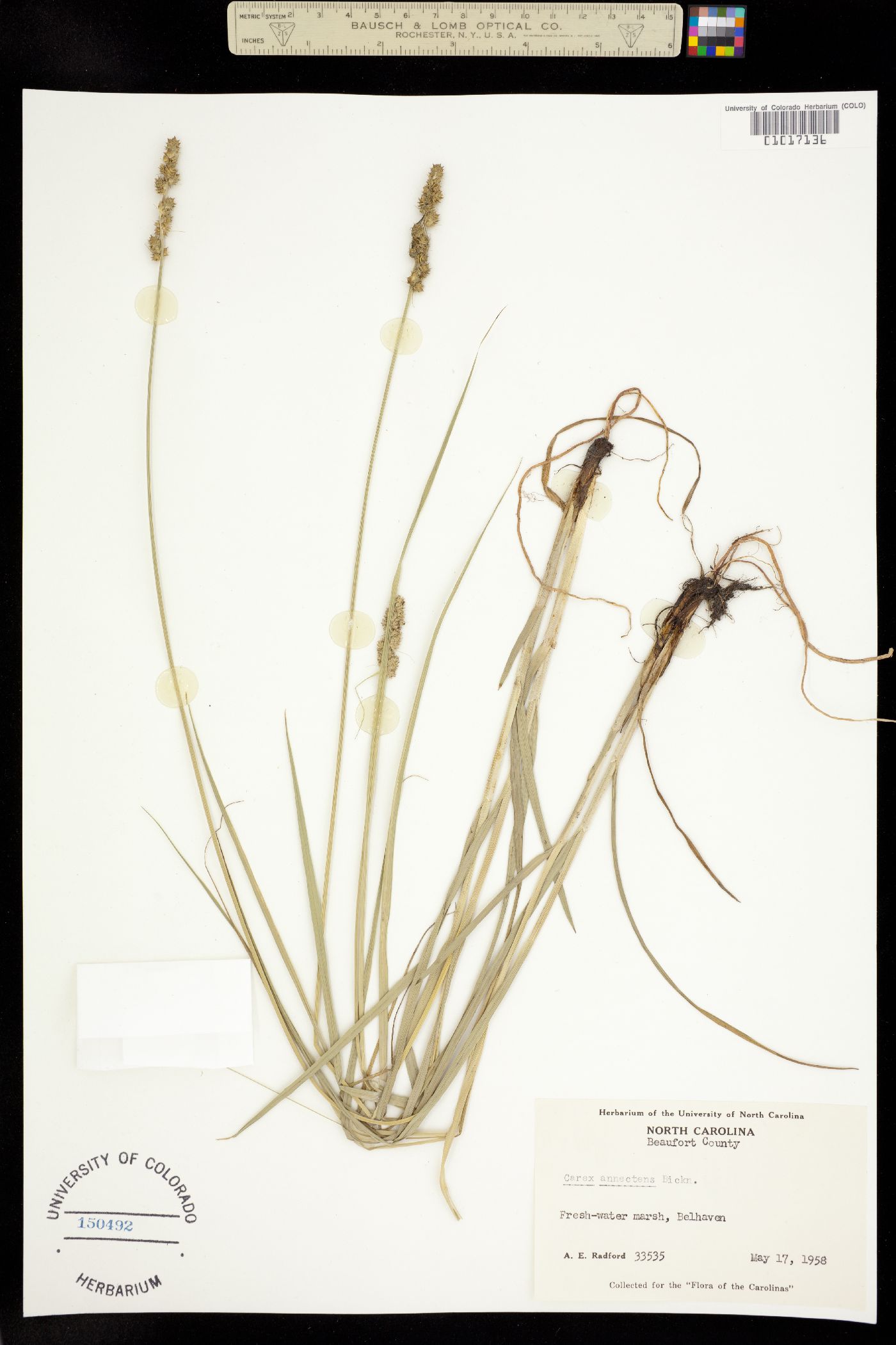 Carex annectens image
