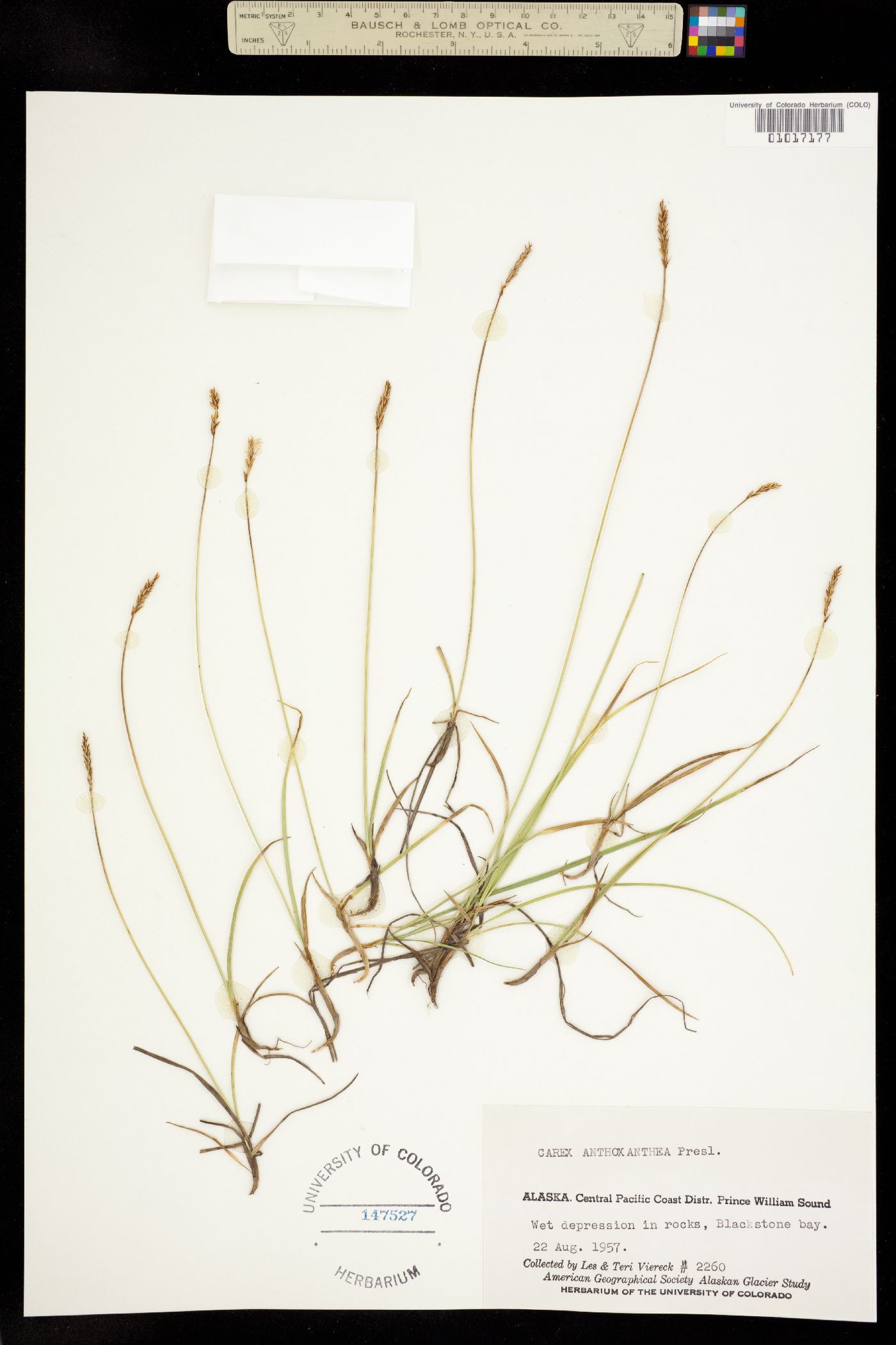 Carex anthoxanthea image