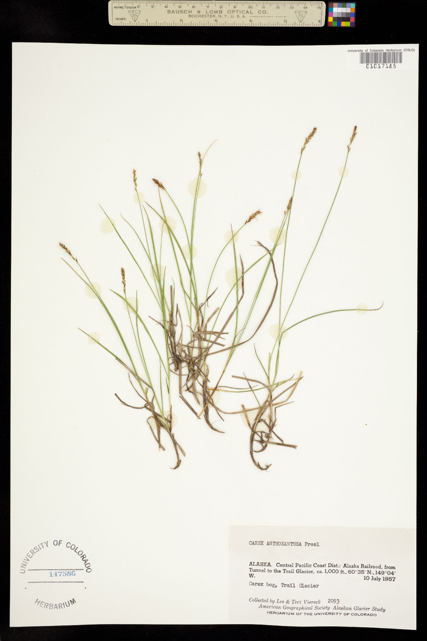 Carex anthoxanthea image