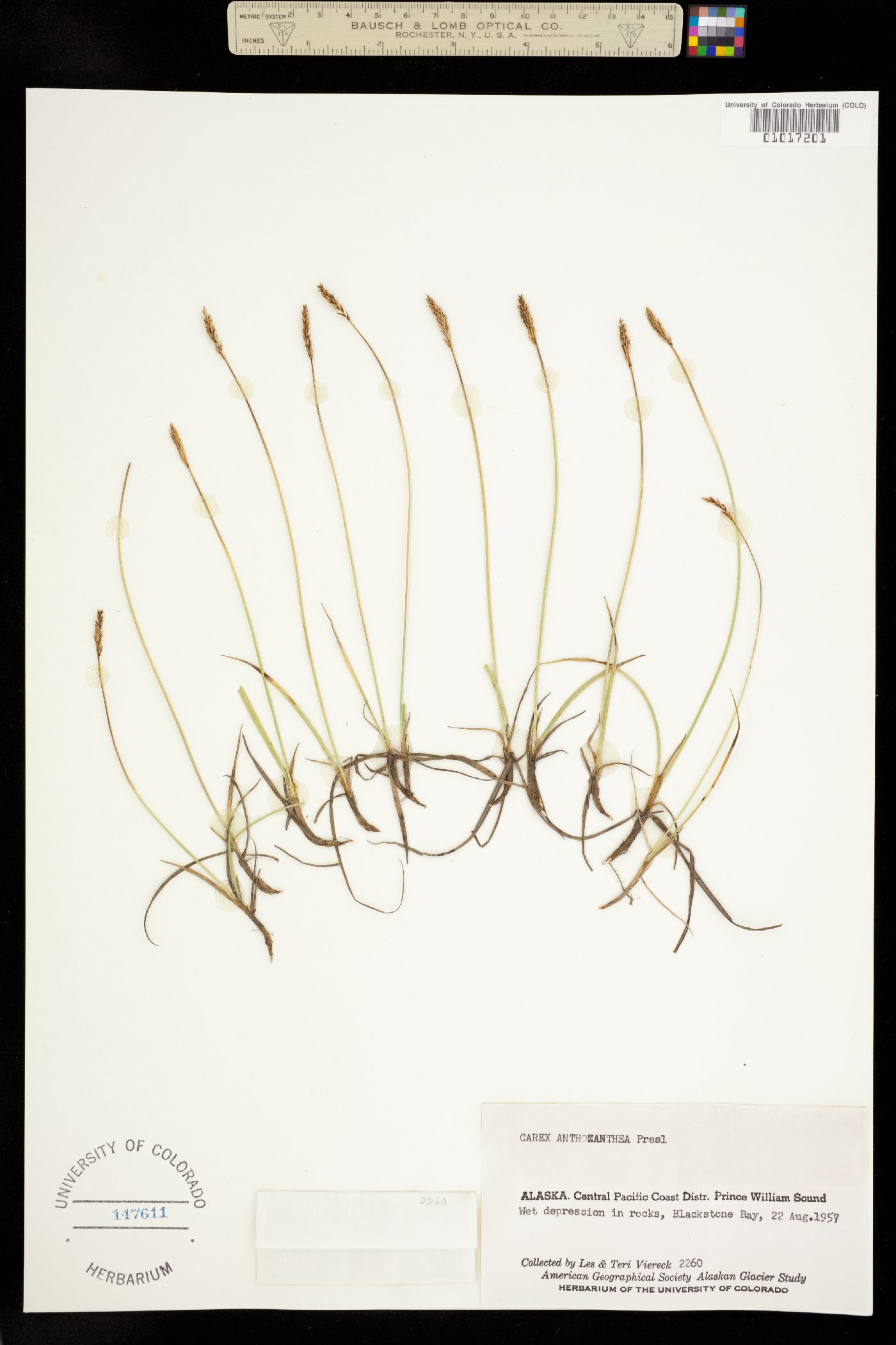 Carex anthoxanthea image