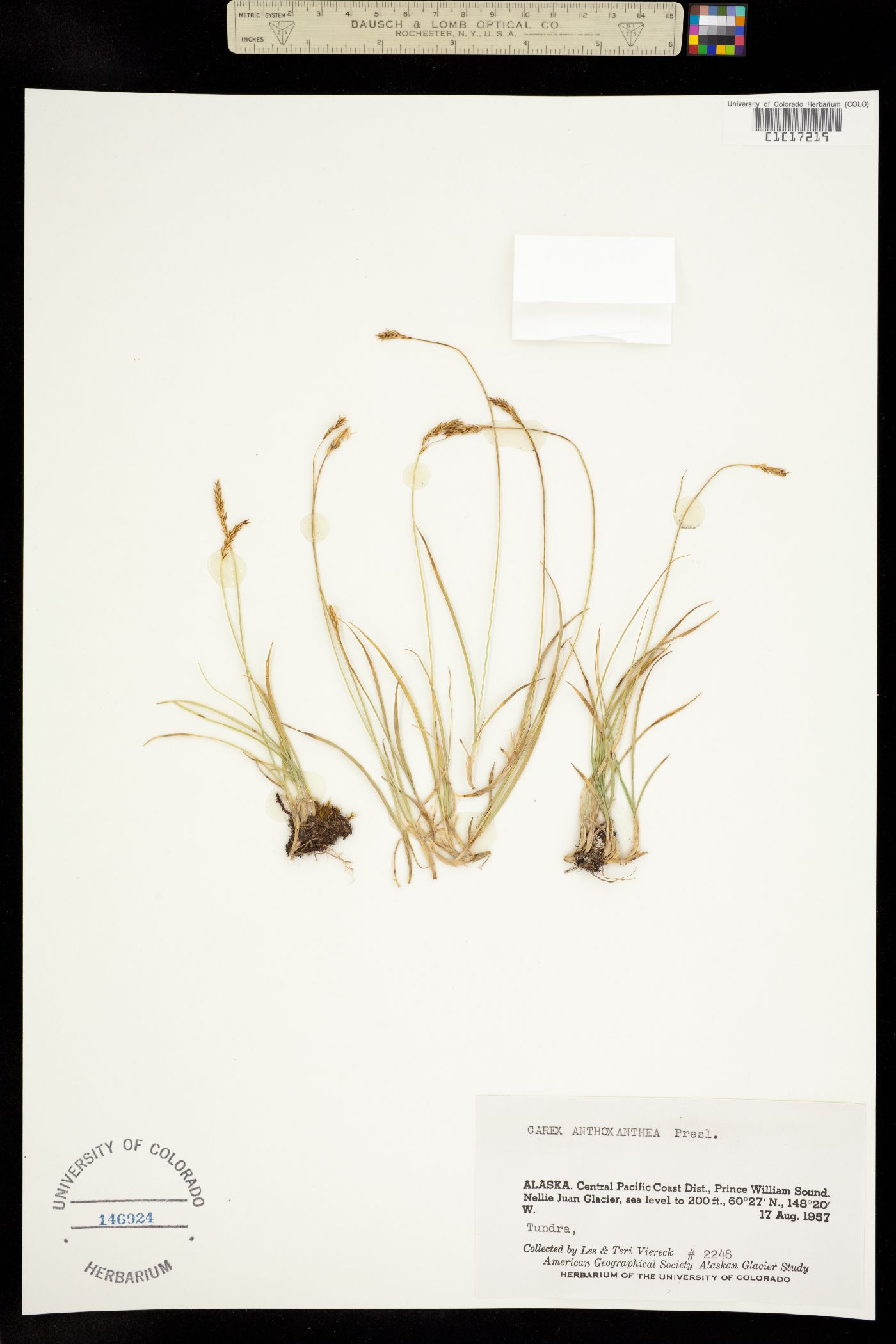 Carex anthoxanthea image