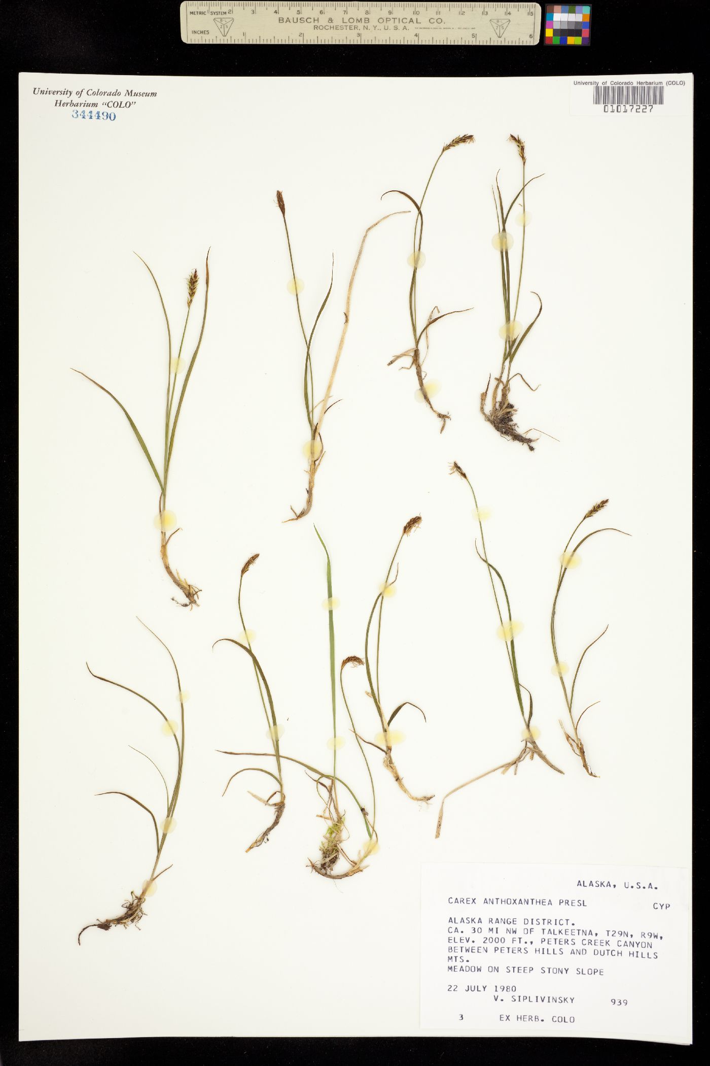 Carex anthoxanthea image