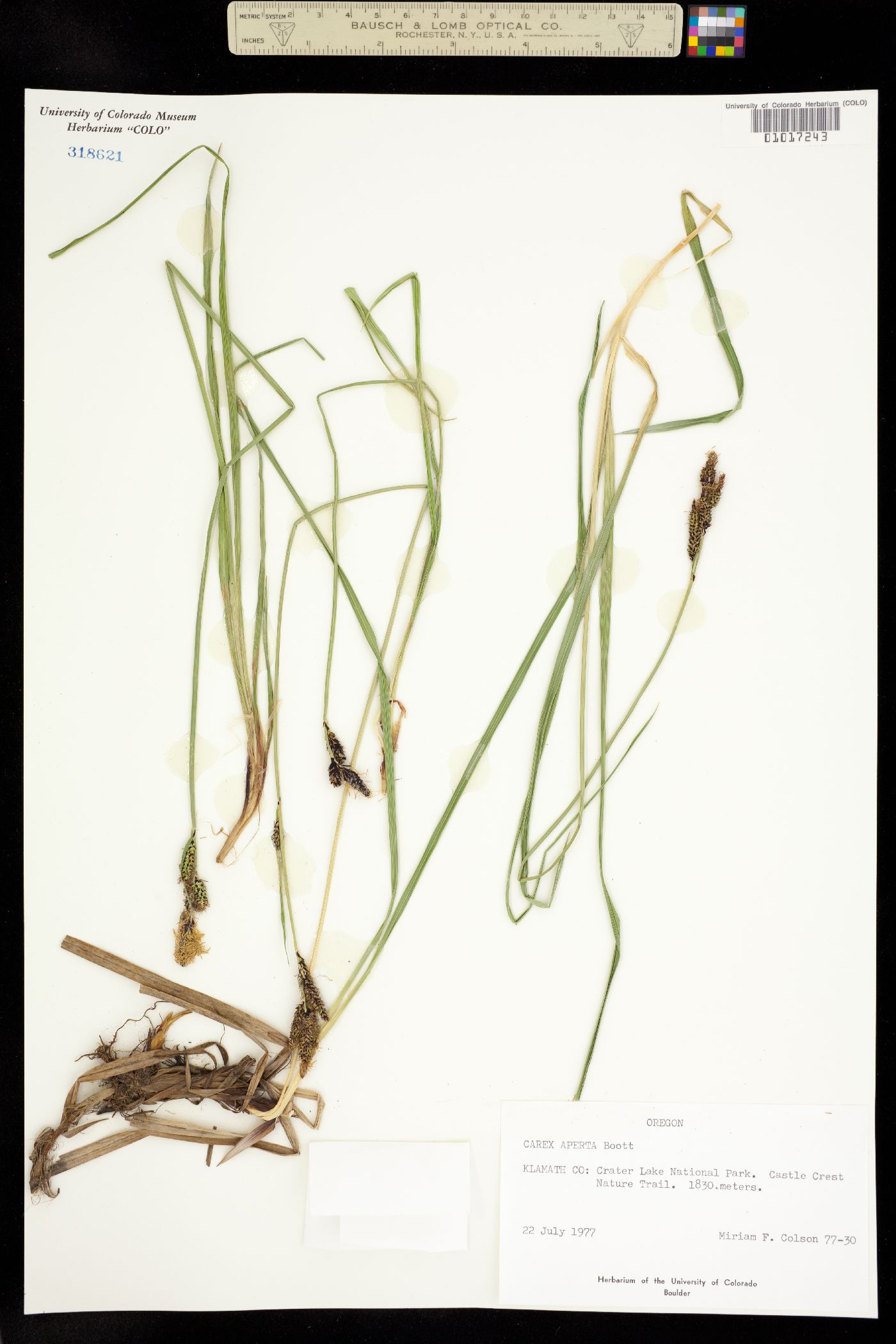 Carex aperta image