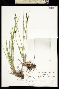 Carex aperta image