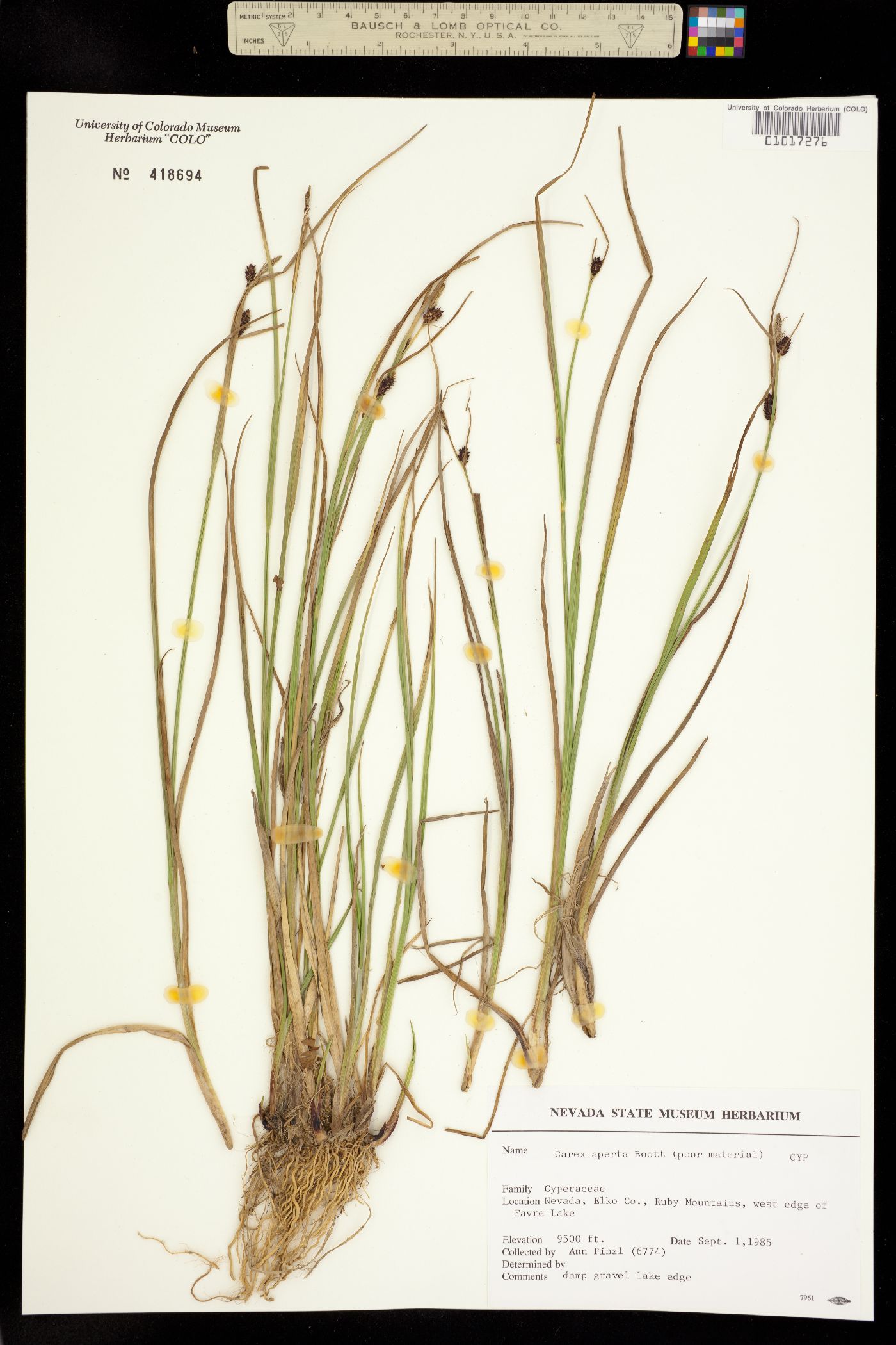 Carex aperta image
