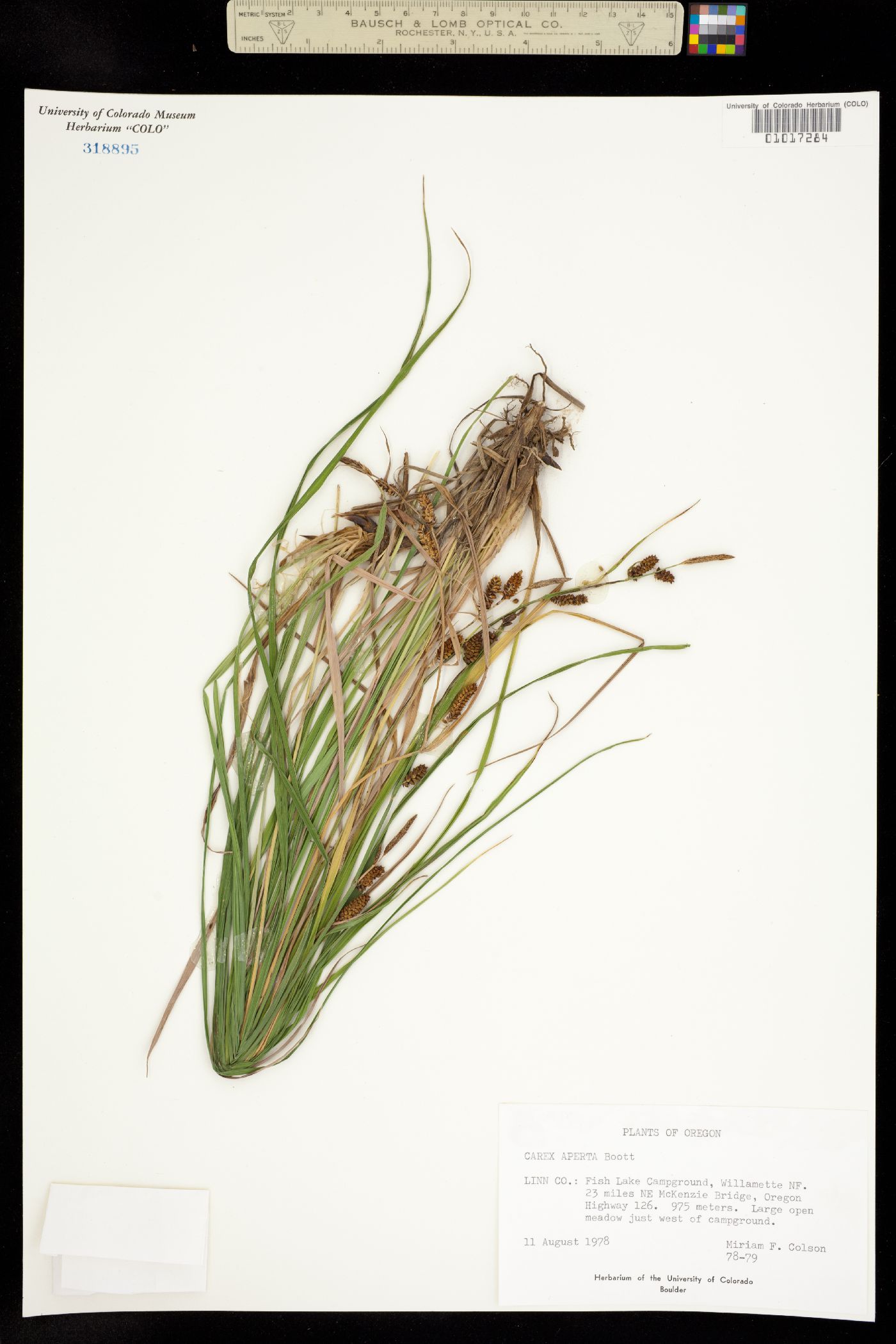 Carex aperta image