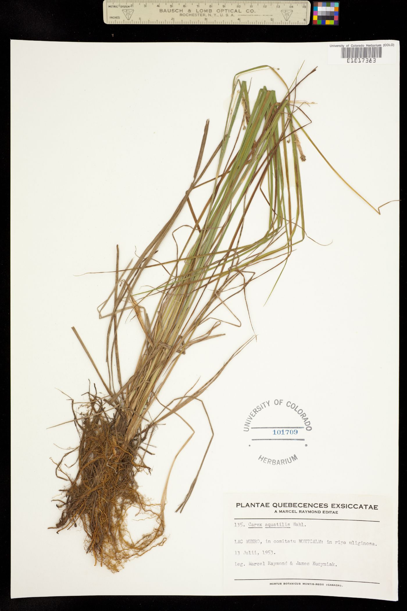 Carex aquatilis image