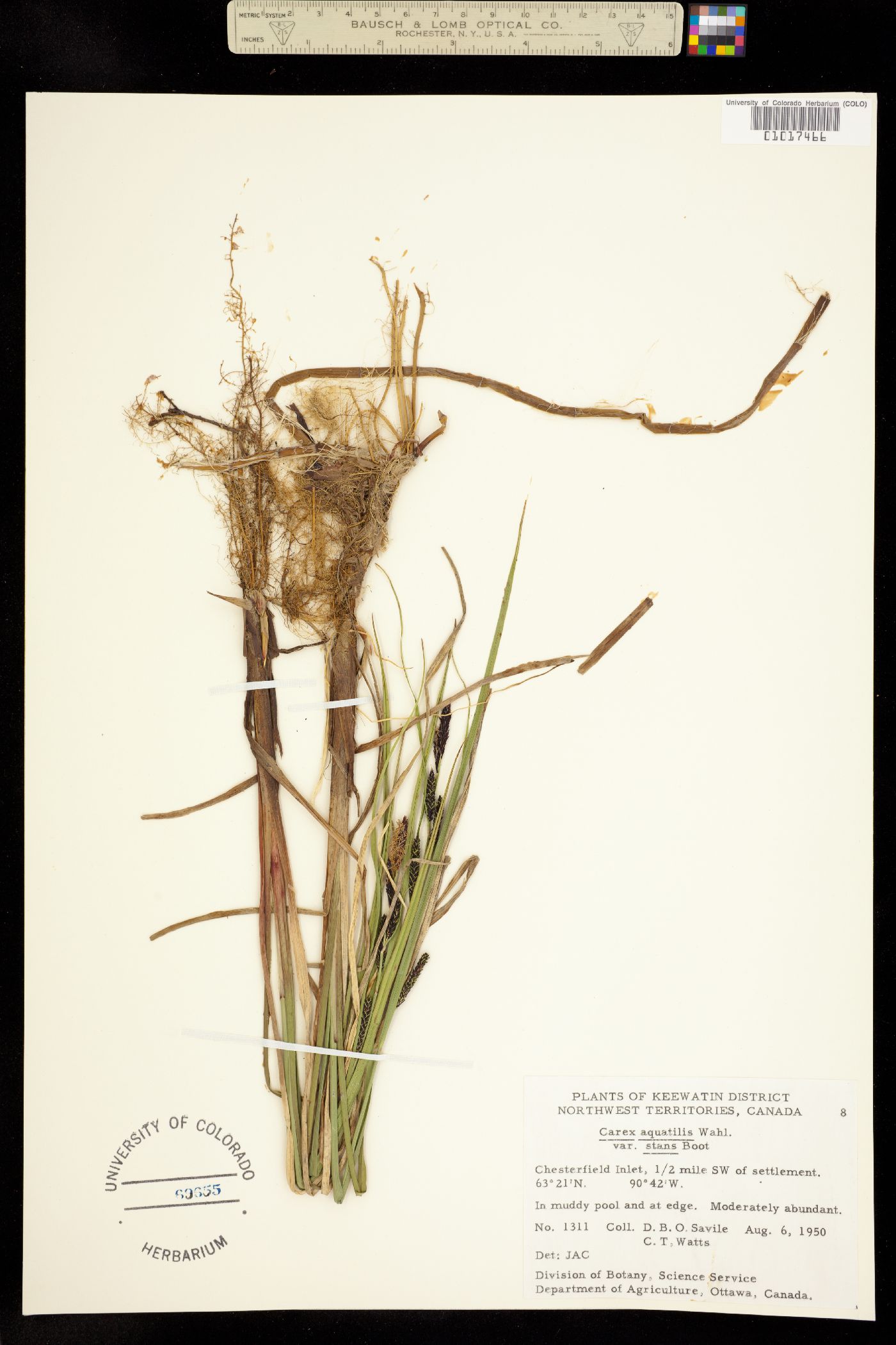 Carex aquatilis image