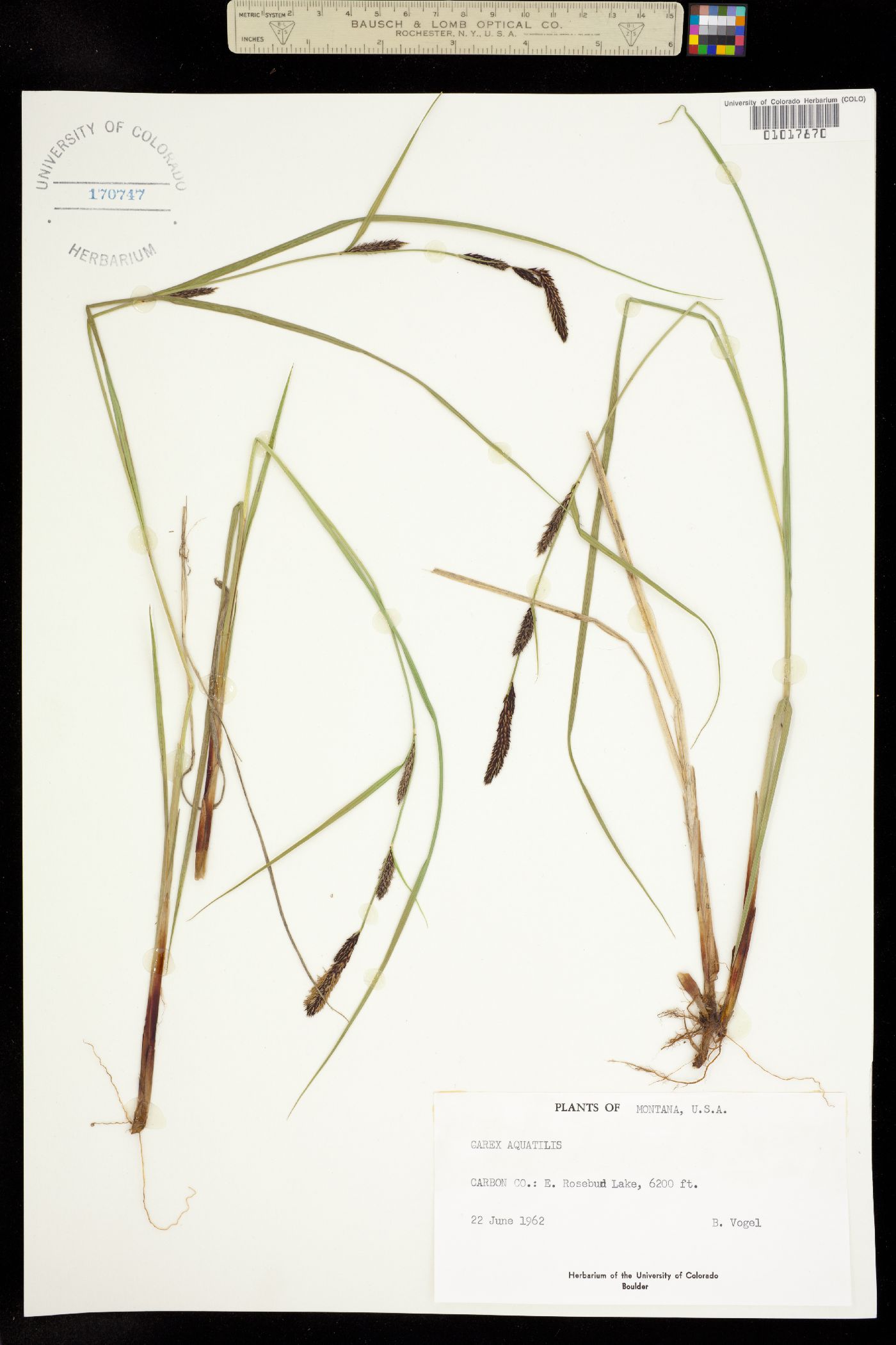 Carex aquatilis image