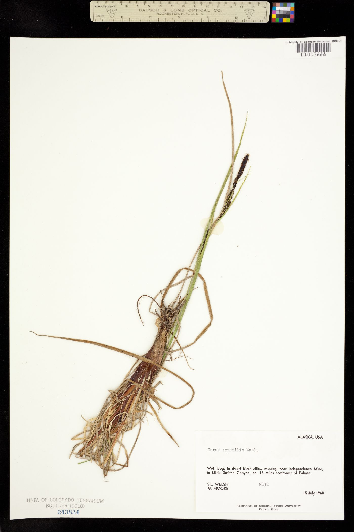 Carex aquatilis image