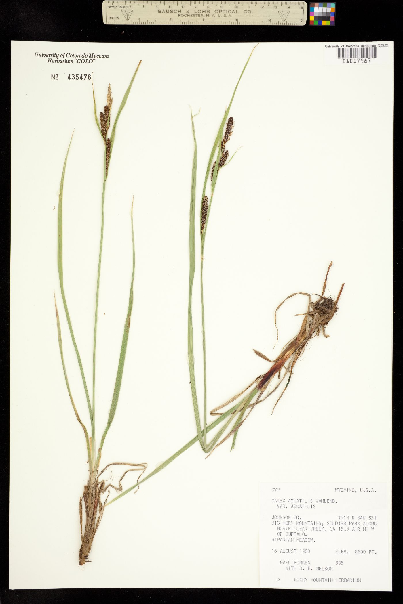 Carex aquatilis var. aquatilis image