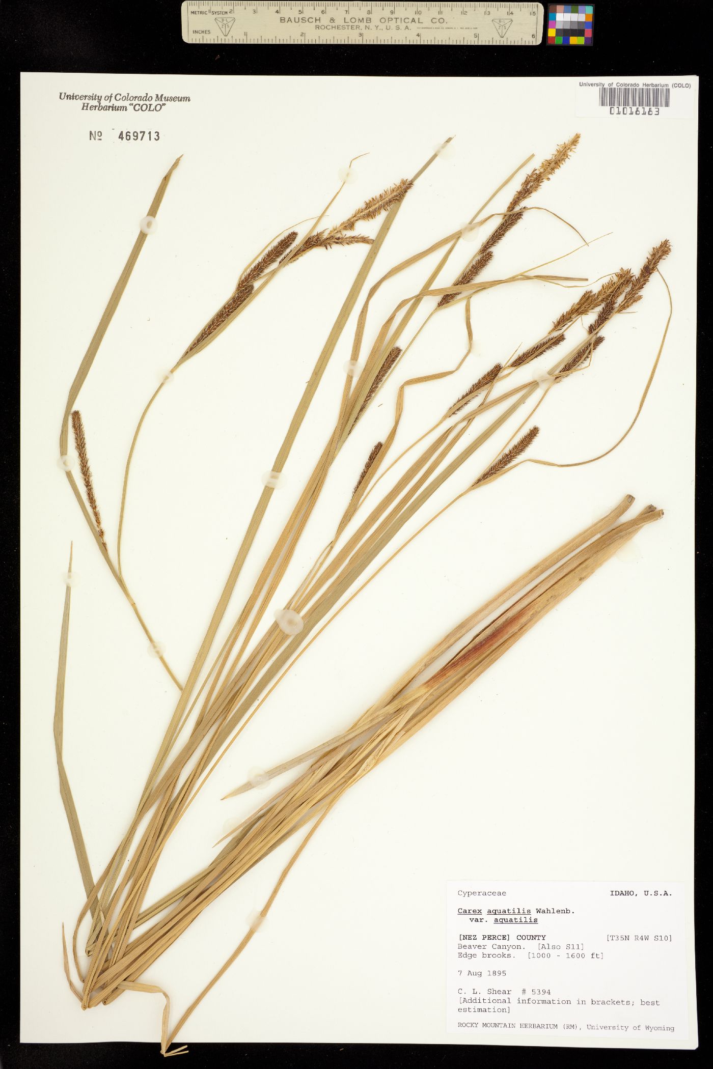 Carex aquatilis var. aquatilis image