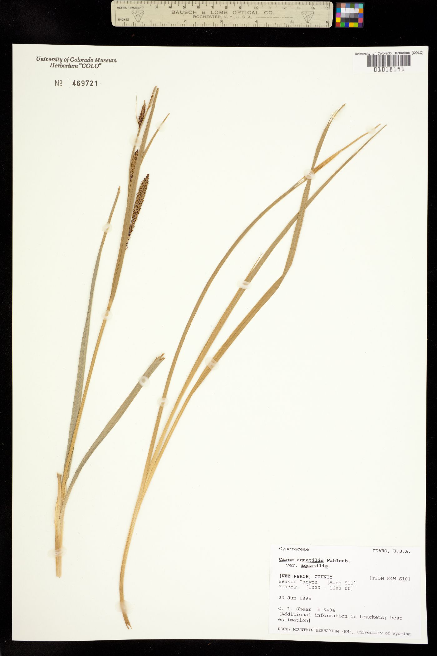 Carex aquatilis var. aquatilis image