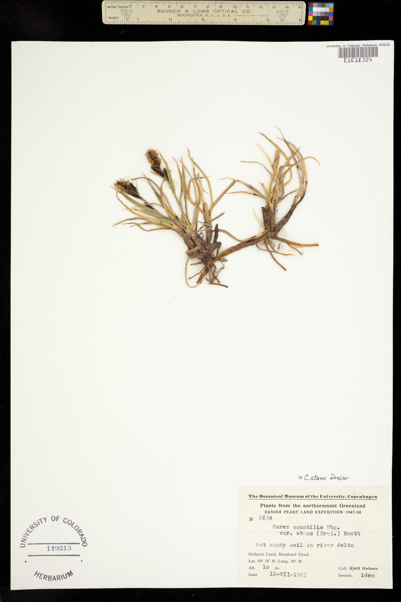 Carex aquatilis var. minor image