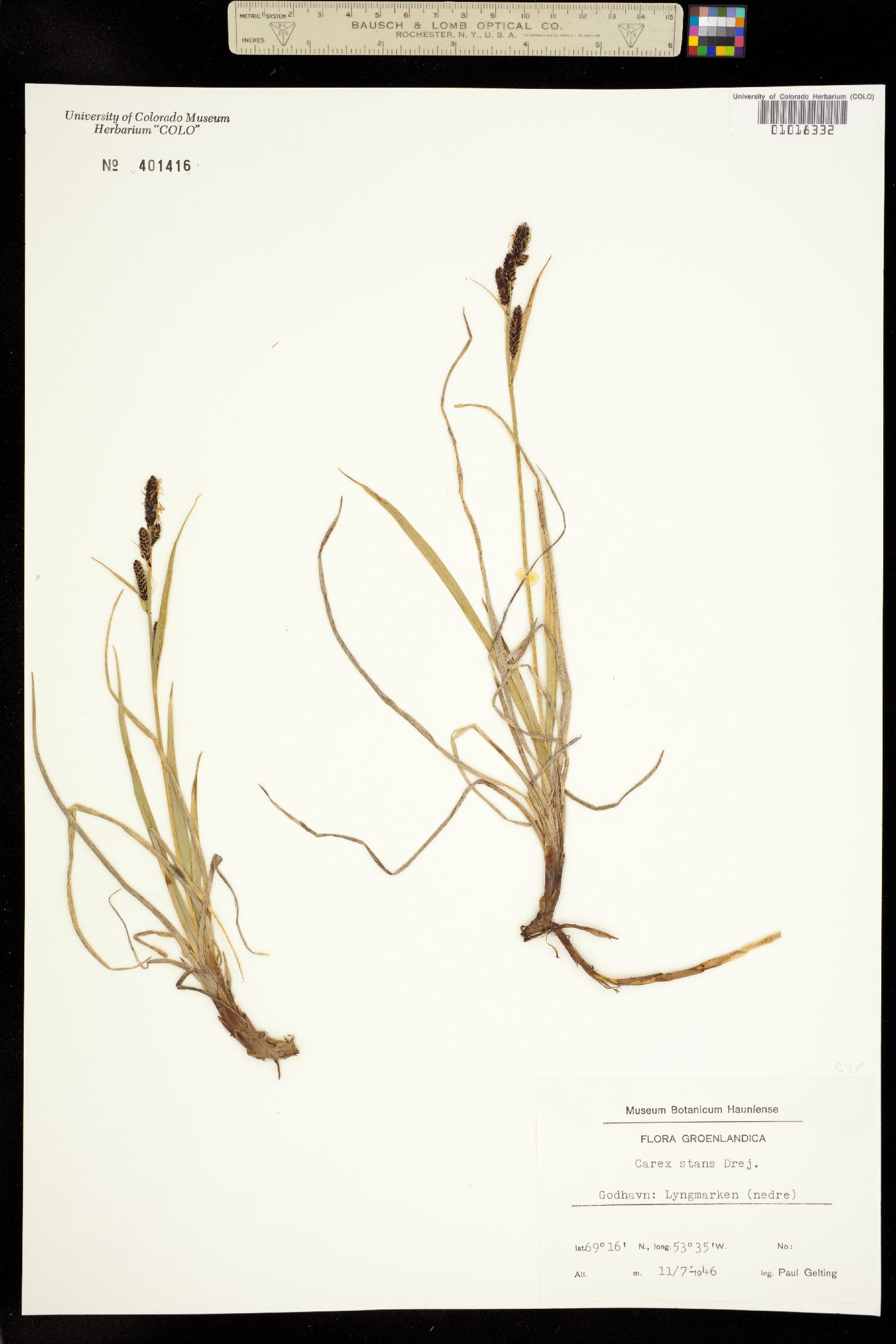 Carex aquatilis var. minor image