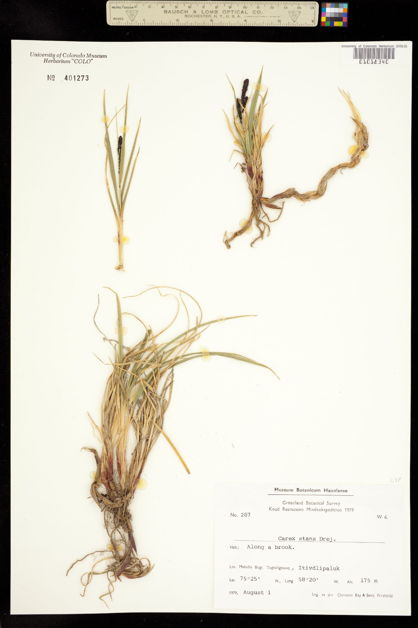 Carex aquatilis image