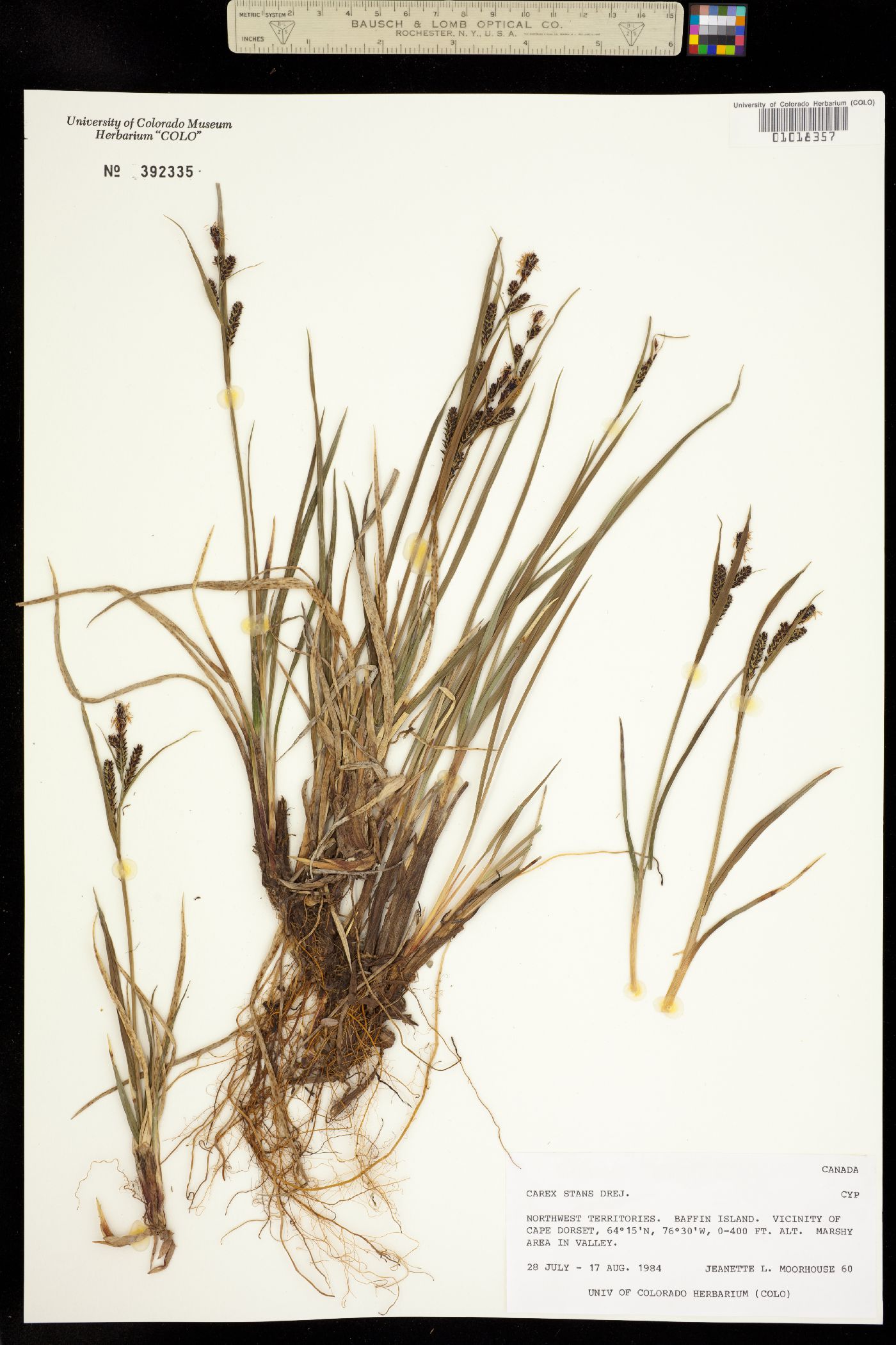 Carex aquatilis var. minor image