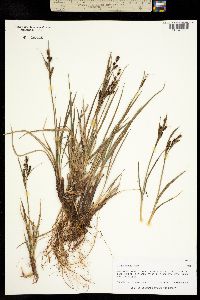 Carex aquatilis var. minor image