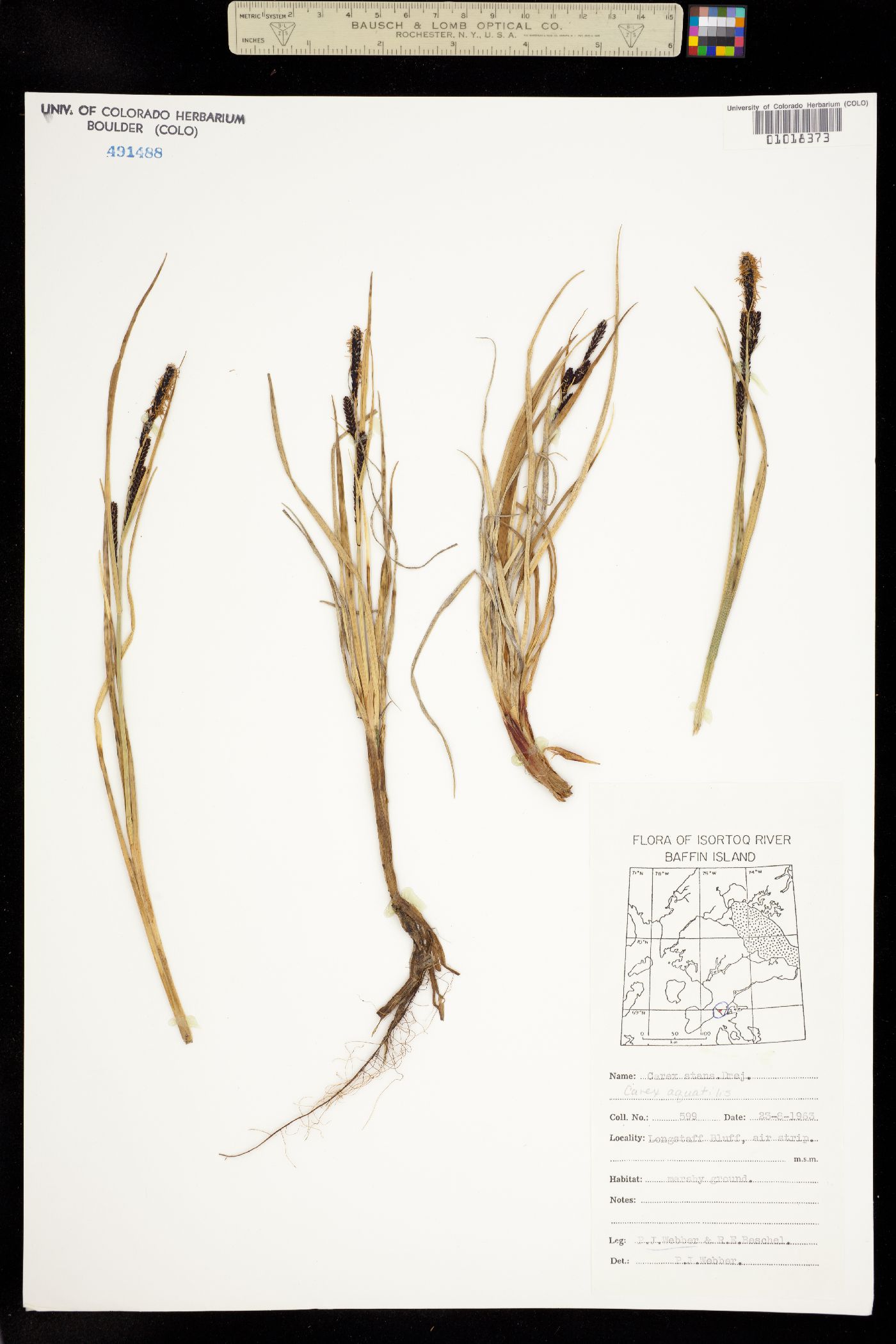 Carex aquatilis image