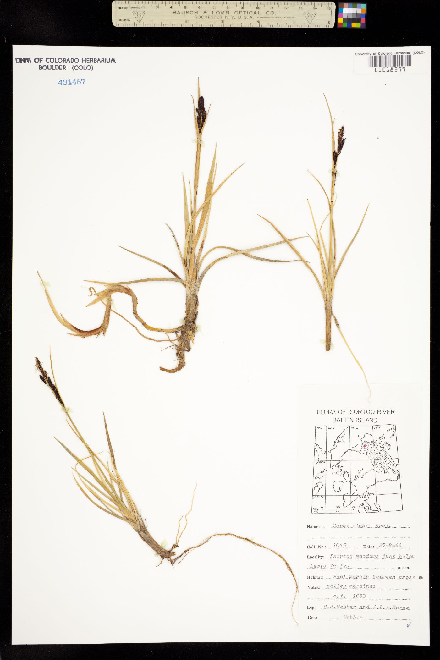 Carex aquatilis image