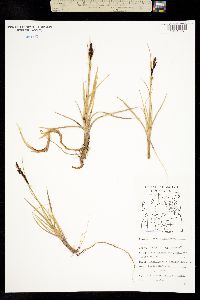 Carex aquatilis subsp. stans image
