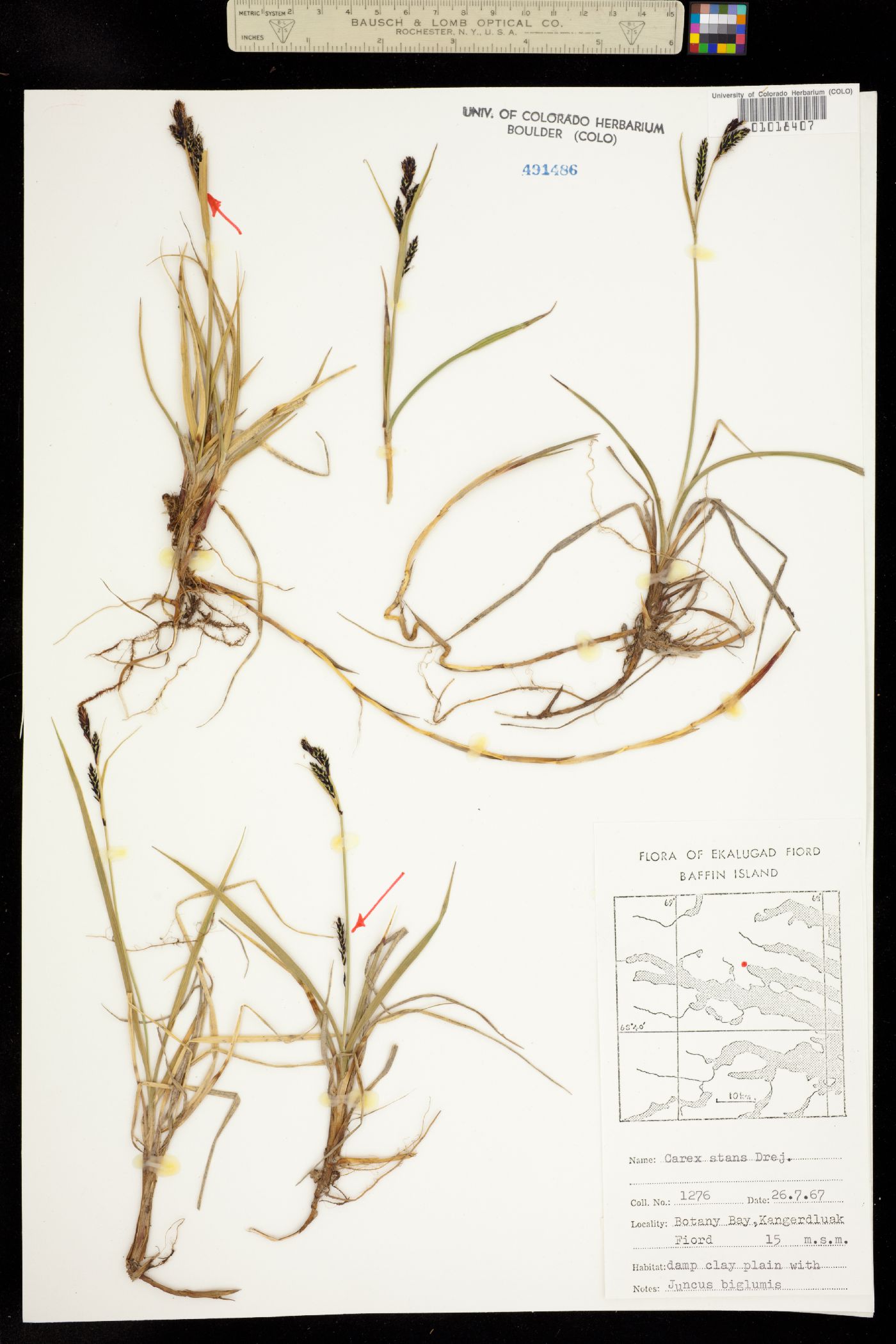 Carex aquatilis var. minor image