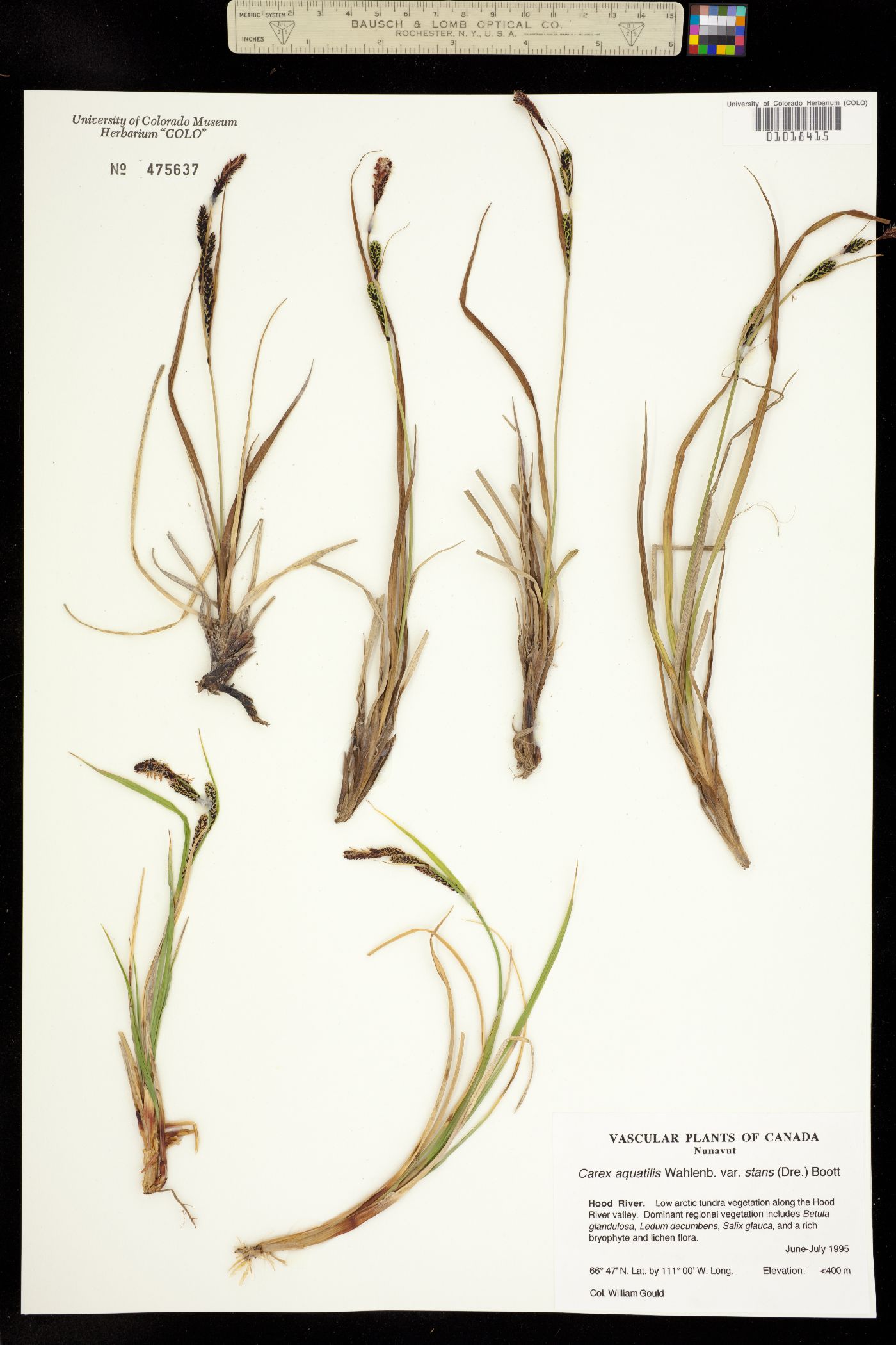 Carex aquatilis var. minor image