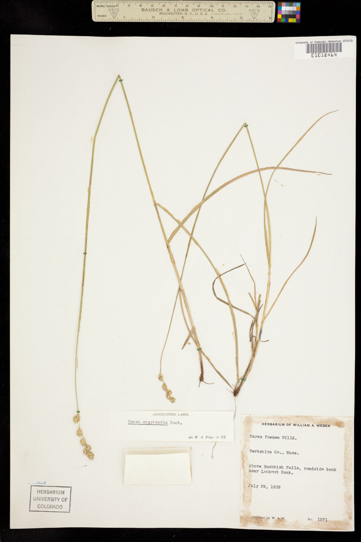 Carex argyrantha image