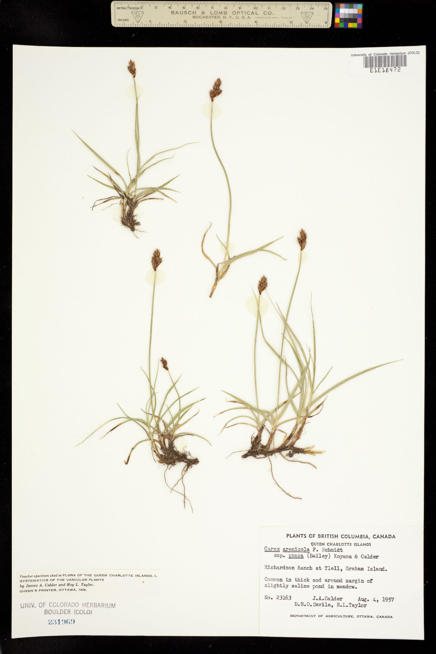 Carex arenicola image
