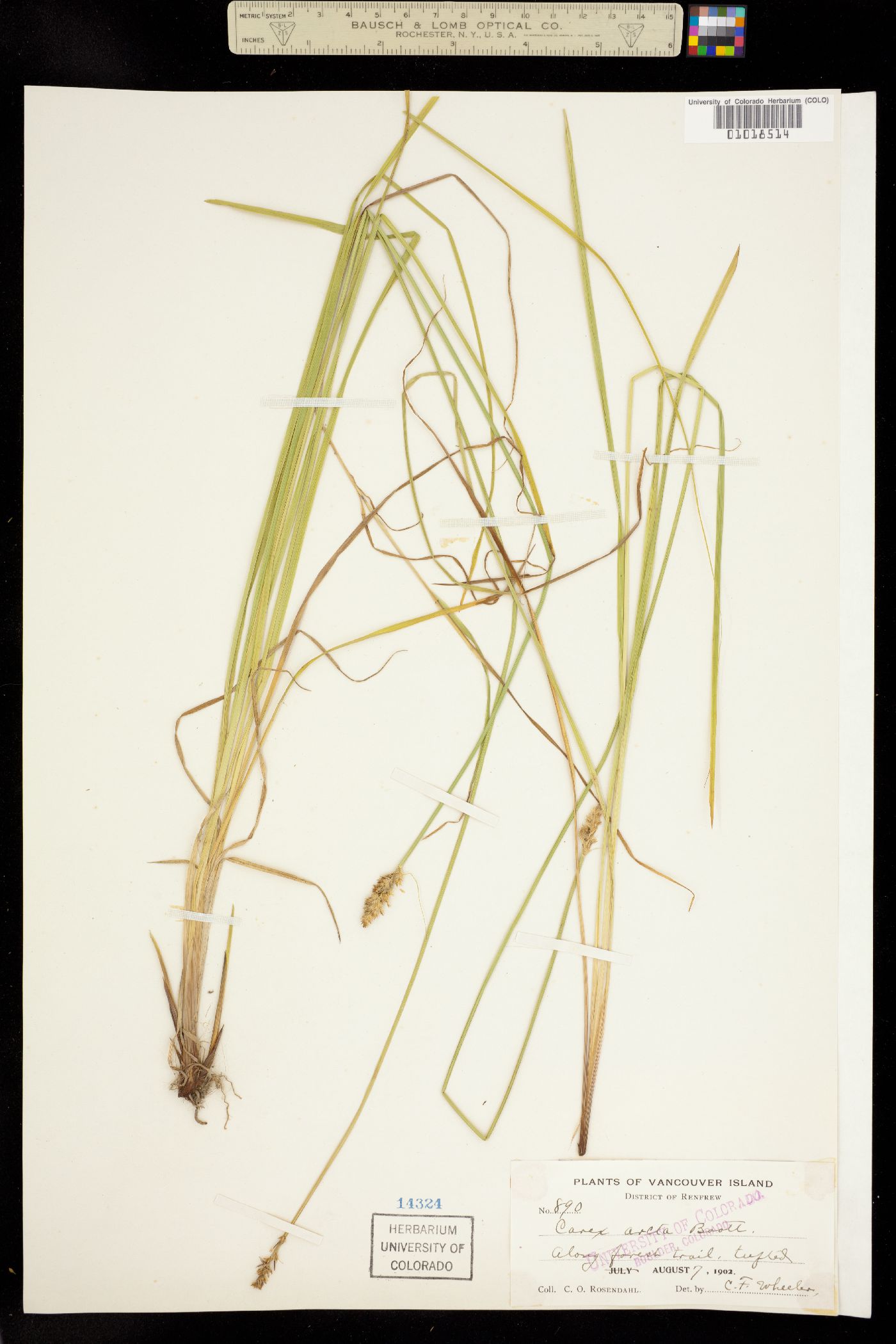 Carex arcta image